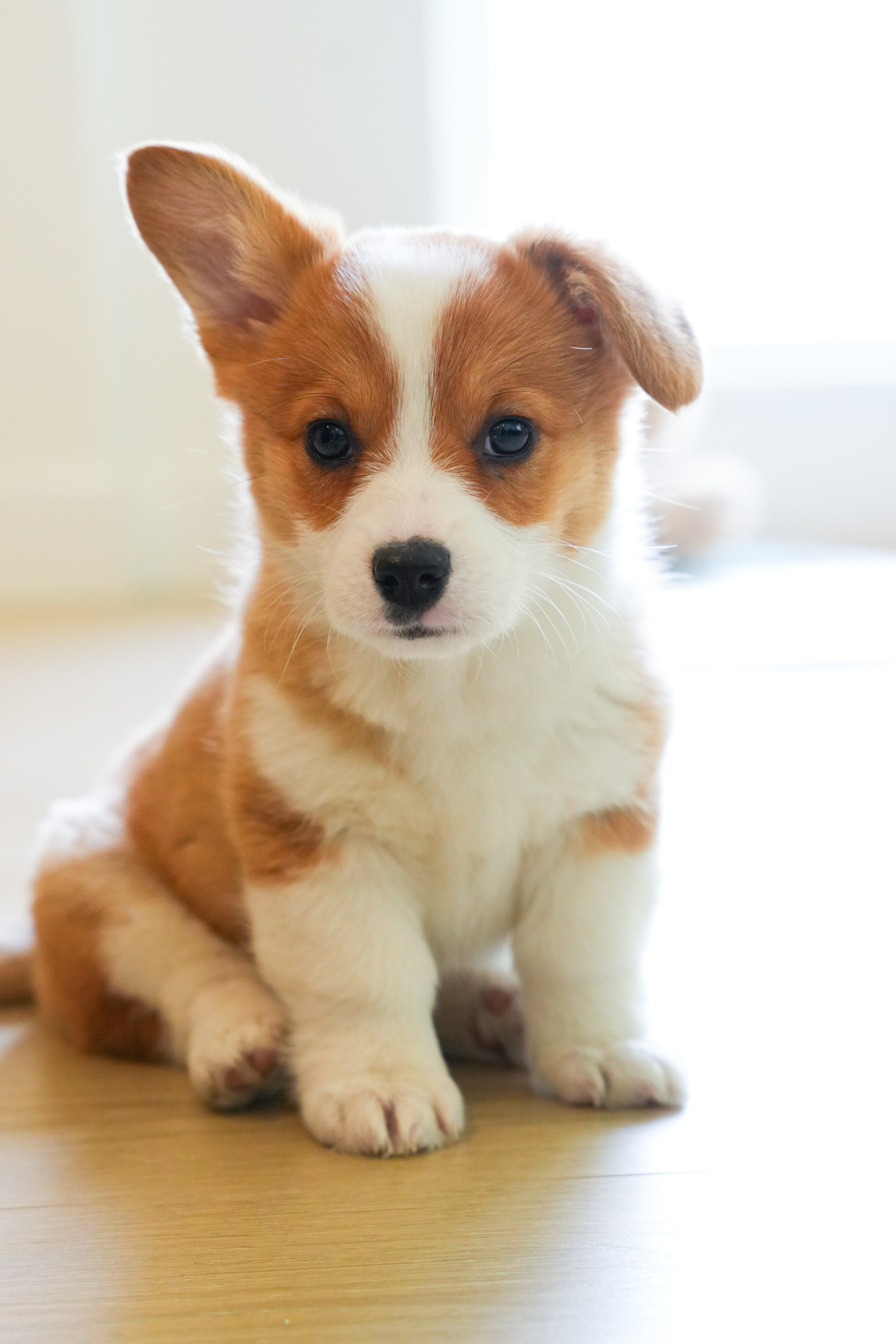 Shuttergry Photography