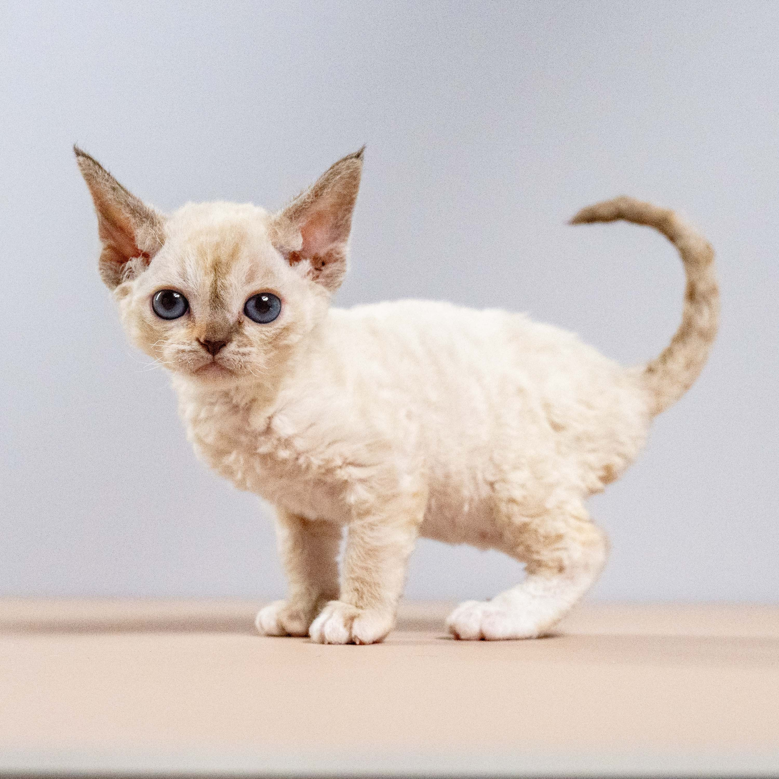 Lily, girl, born 12.20.2025. Devon Rex Pixie Cattery
