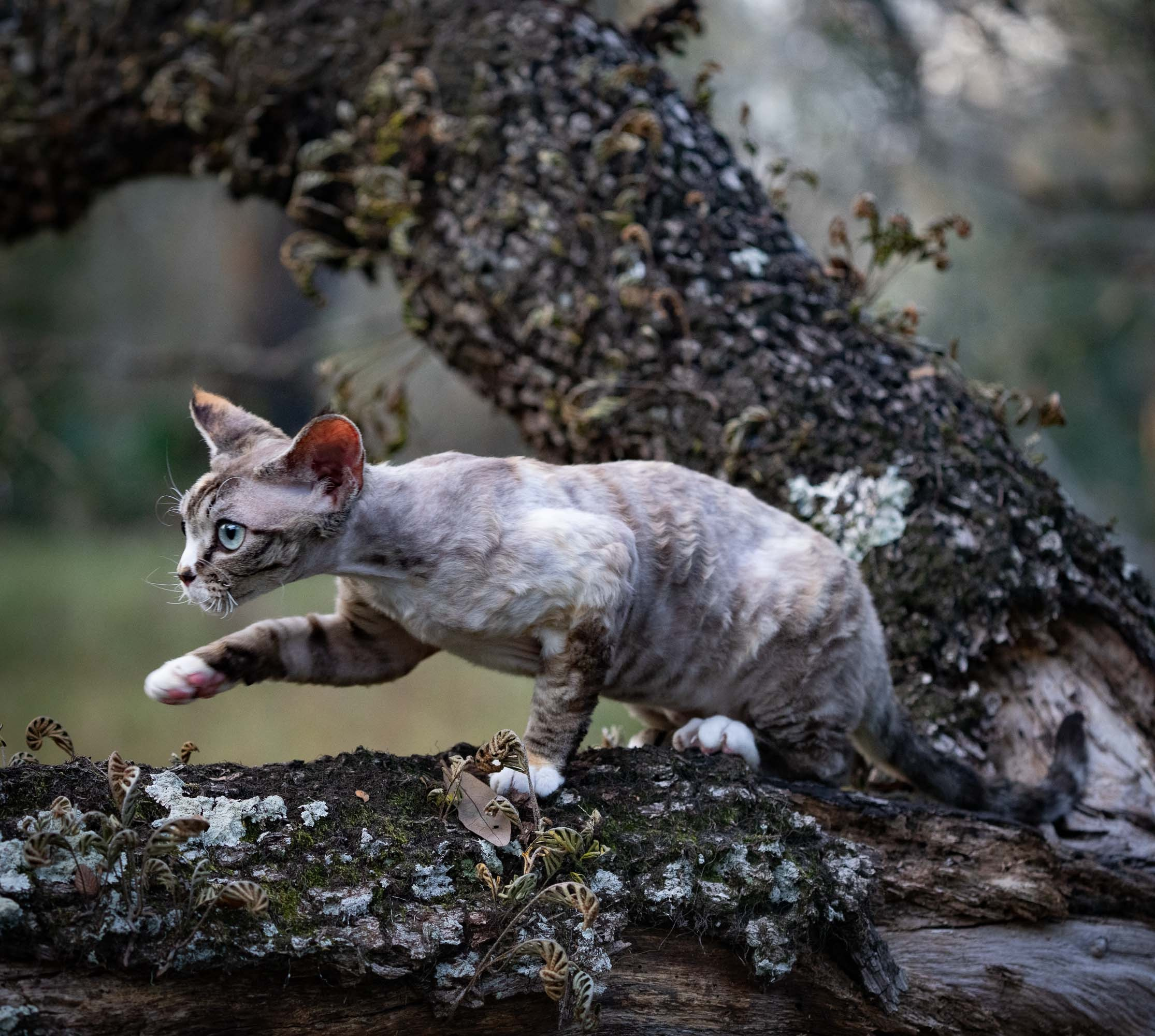 Kasia,  girl, born 07.02.2025. Devon Rex Pixie Cattery