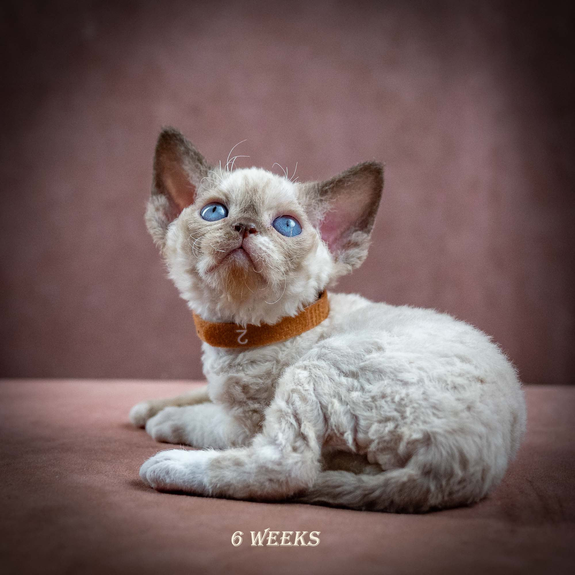 Indy, boy, born 06.01.2025. Devon Rex Pixie Cattery