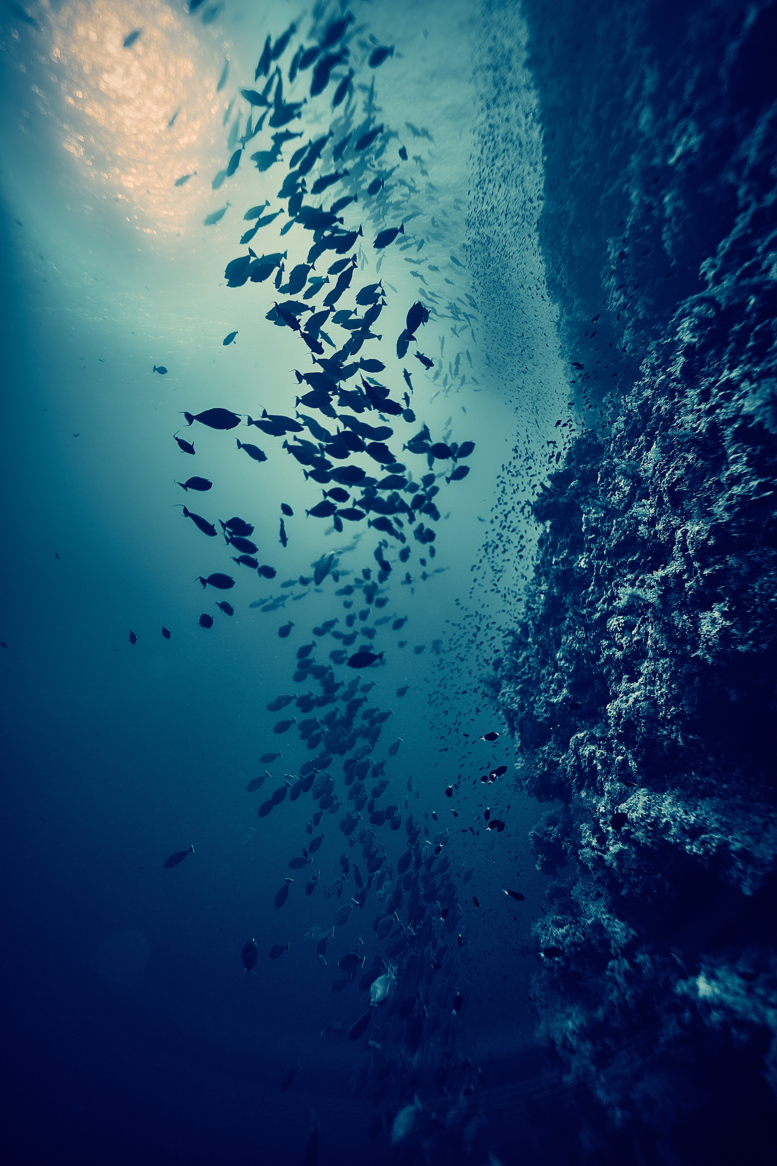 Mieszkańcy mórz. Andriej Szypilow — Photography & Videography