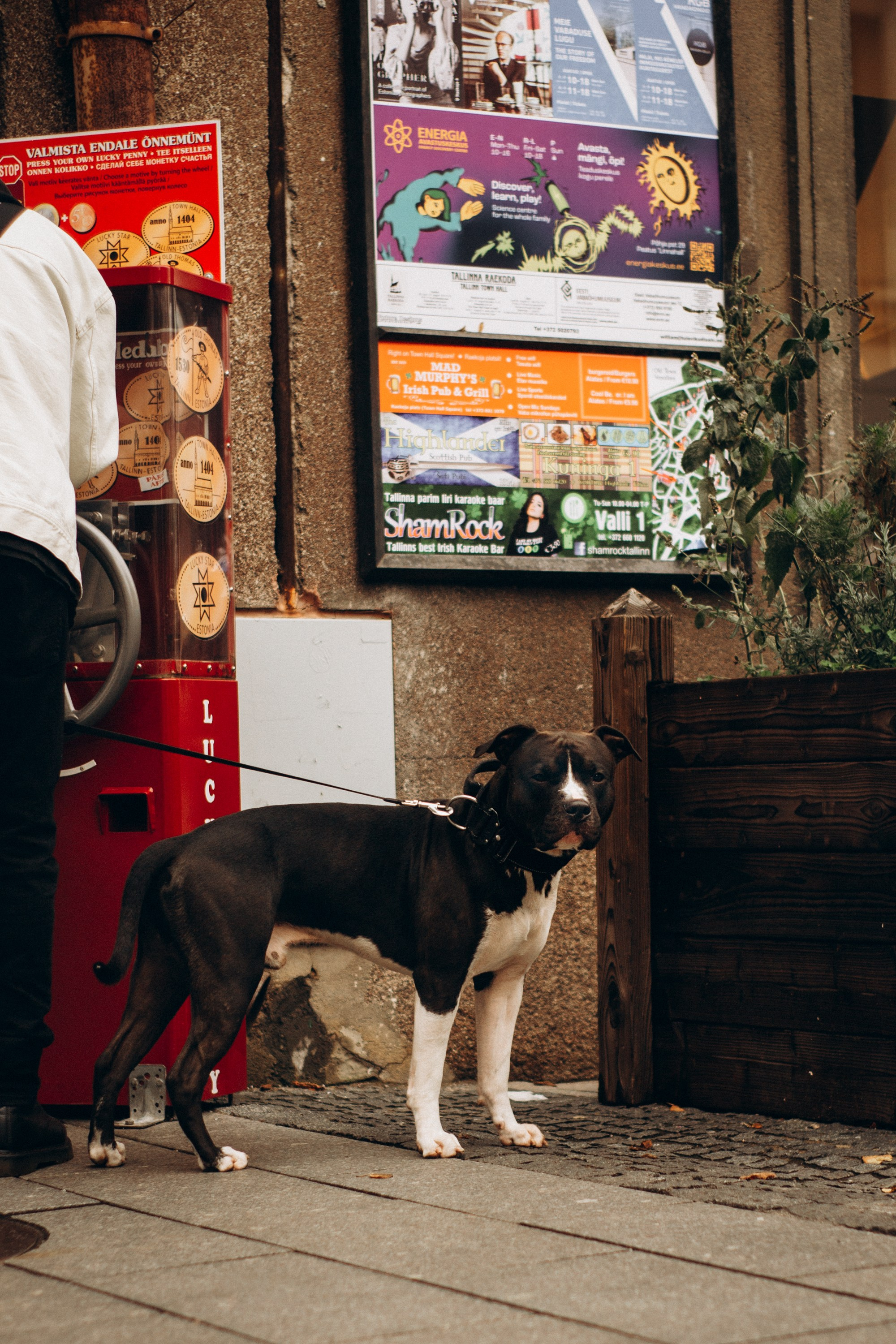 Dog Street Photography in Estonia. Kat Laisaar — Pet photographer in Tallinn