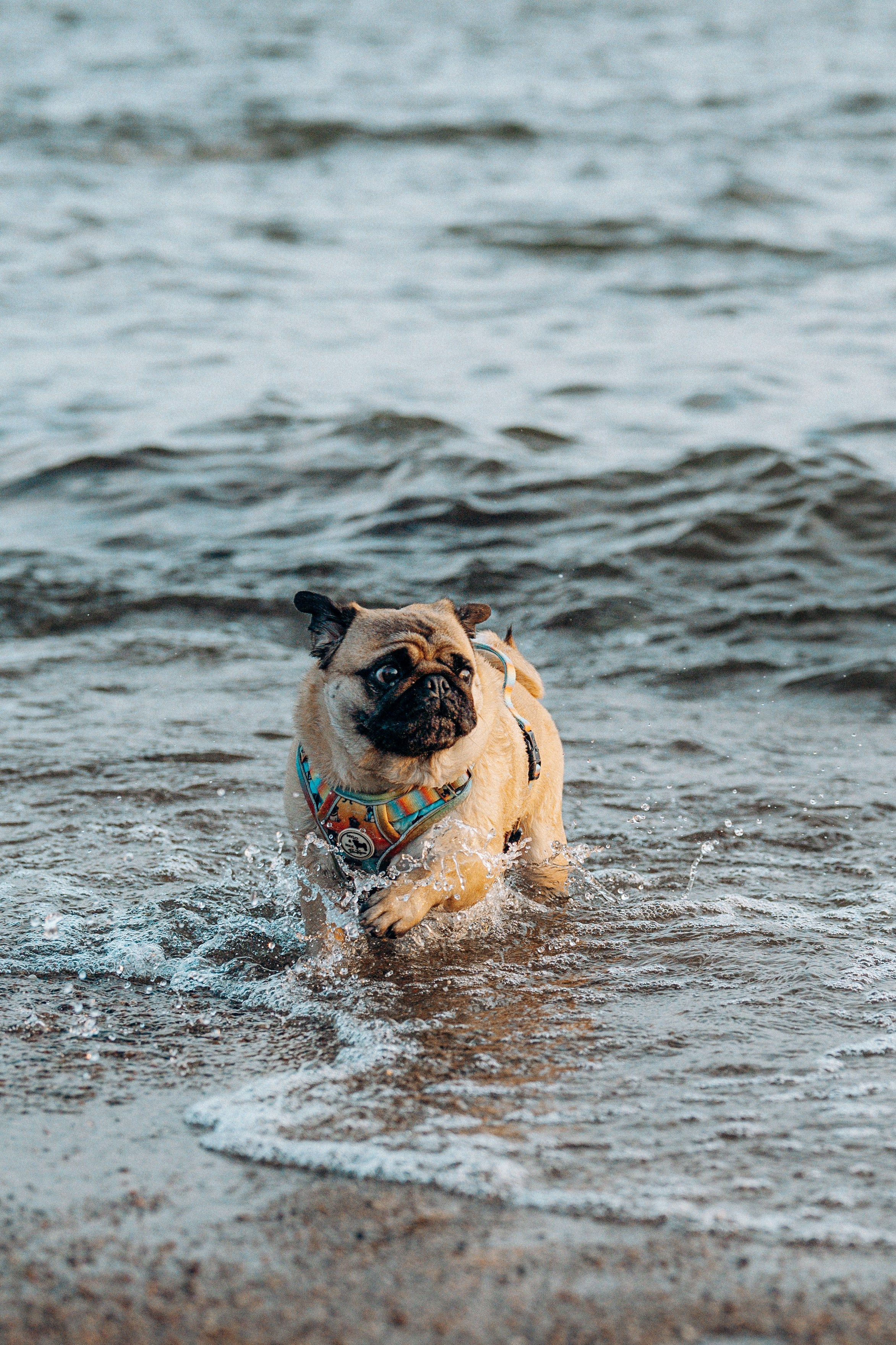 Frank, Tony, Katerina & Lev. Kat Laisaar — Pet photographer in Tallinn