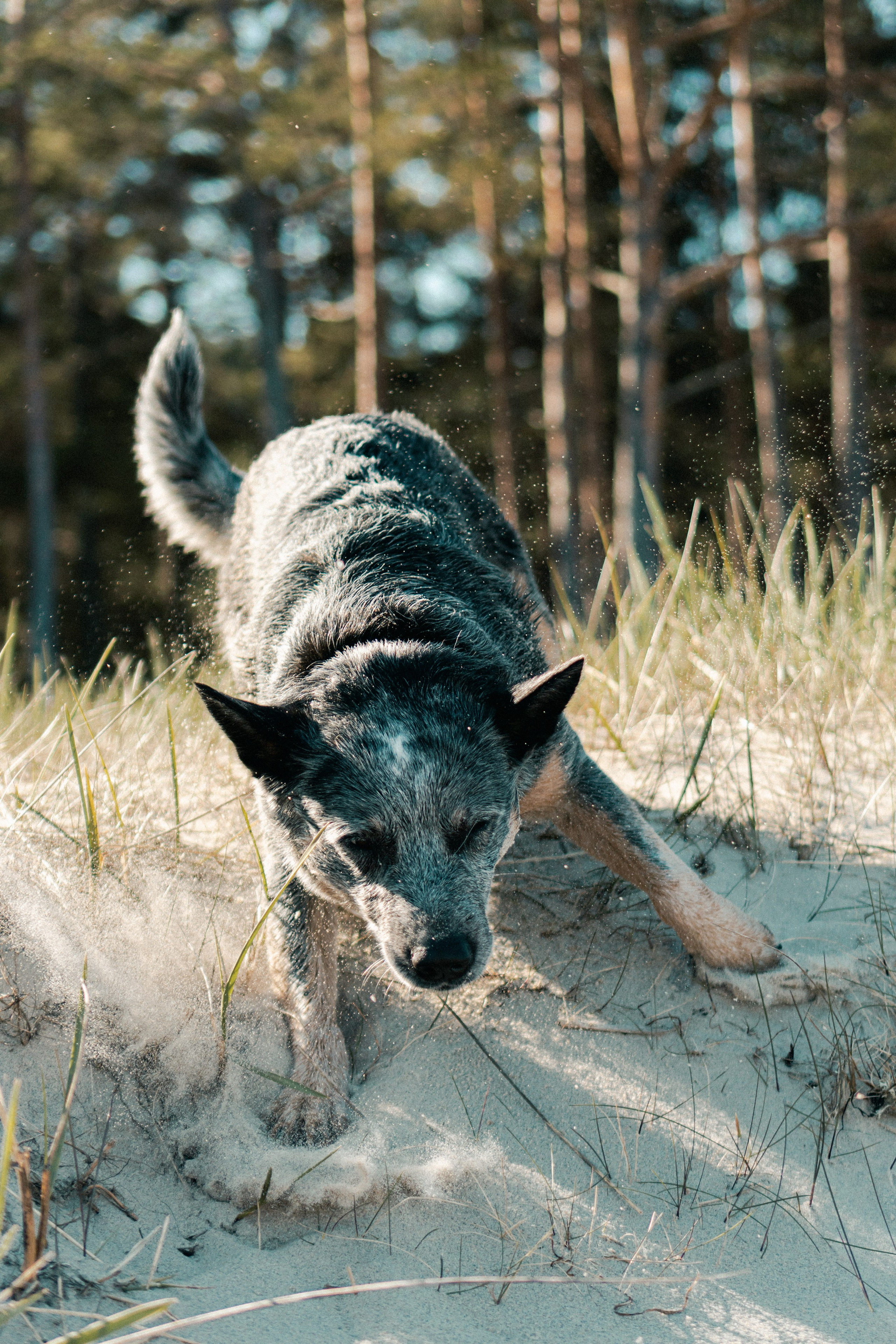 Oskar, Maria & Dmitrii. Kat Laisaar — Pet photographer in Tallinn