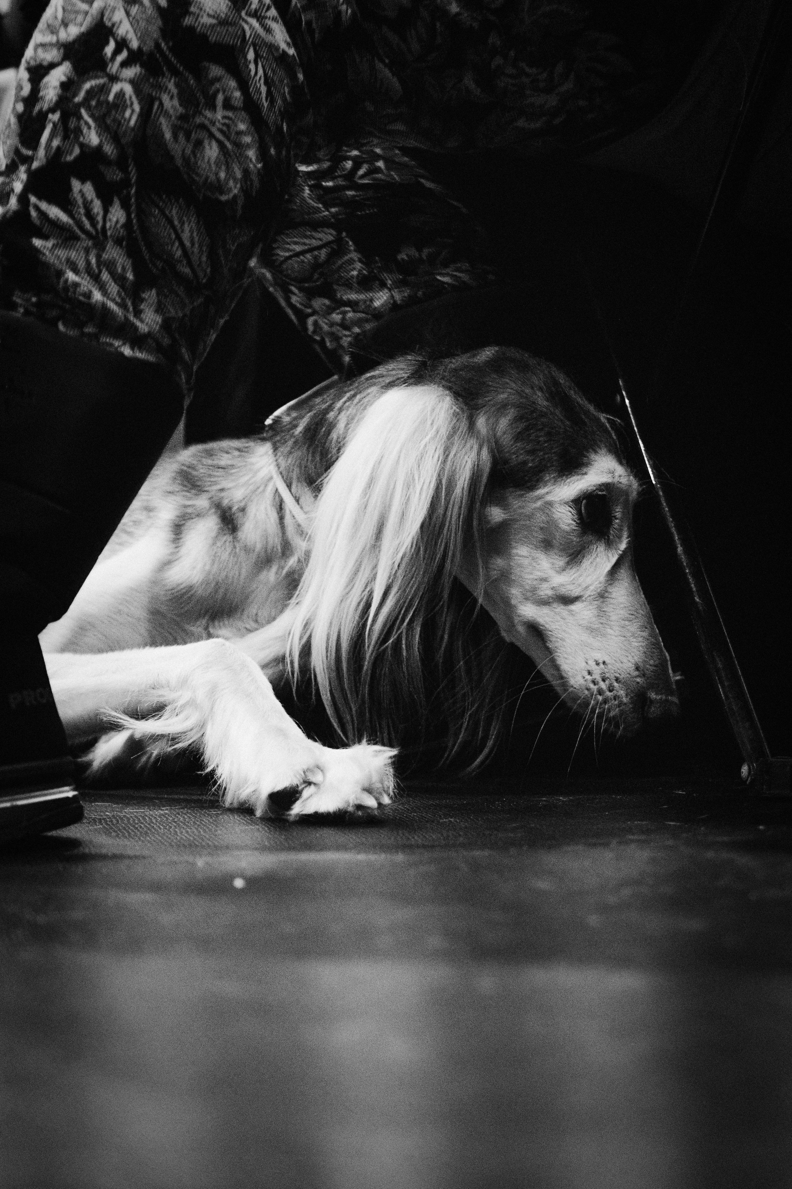 Pärnu dog weekend photo report. Kat Laisaar — Pet photographer in Tallinn