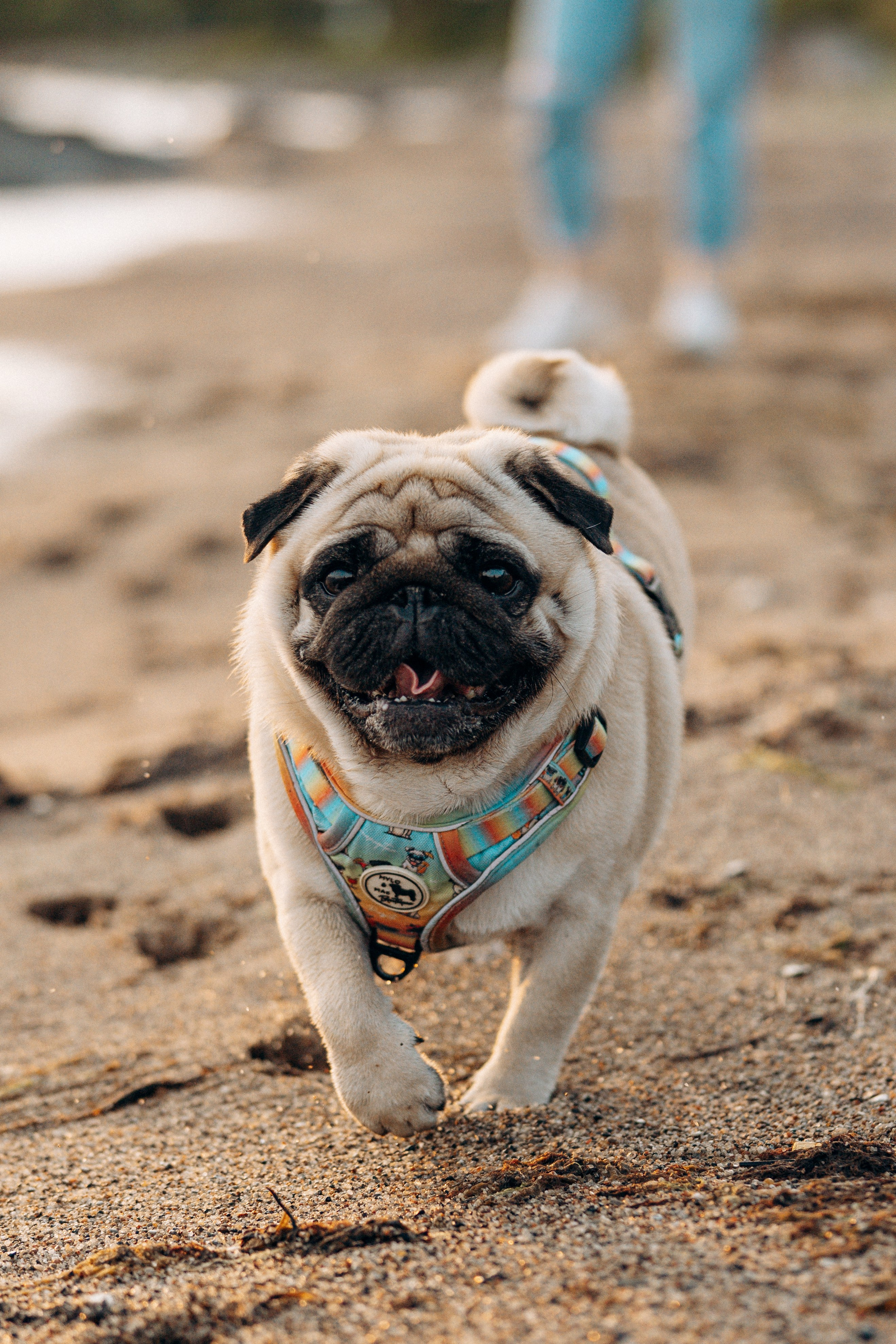 Frank, Tony, Katerina & Lev. Kat Laisaar — Pet photographer in Tallinn