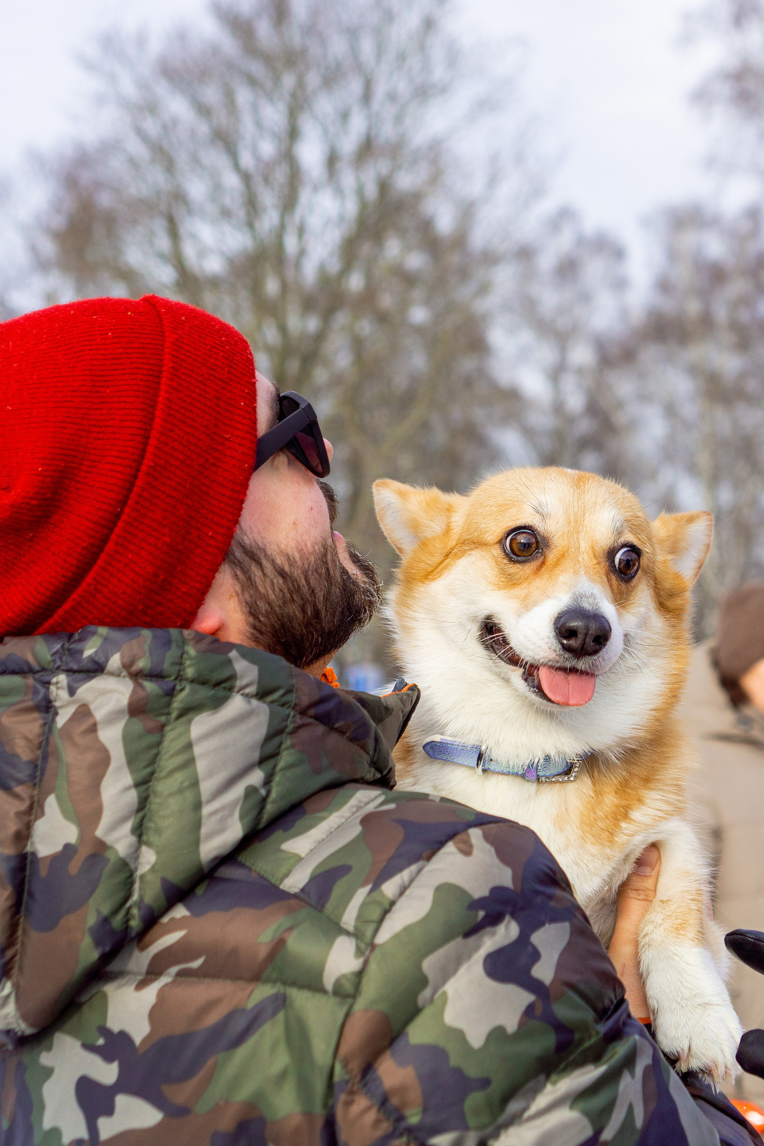 Corgi party, 23 feb. 2025. Kat Laisaar — Pet photographer in Tallinn