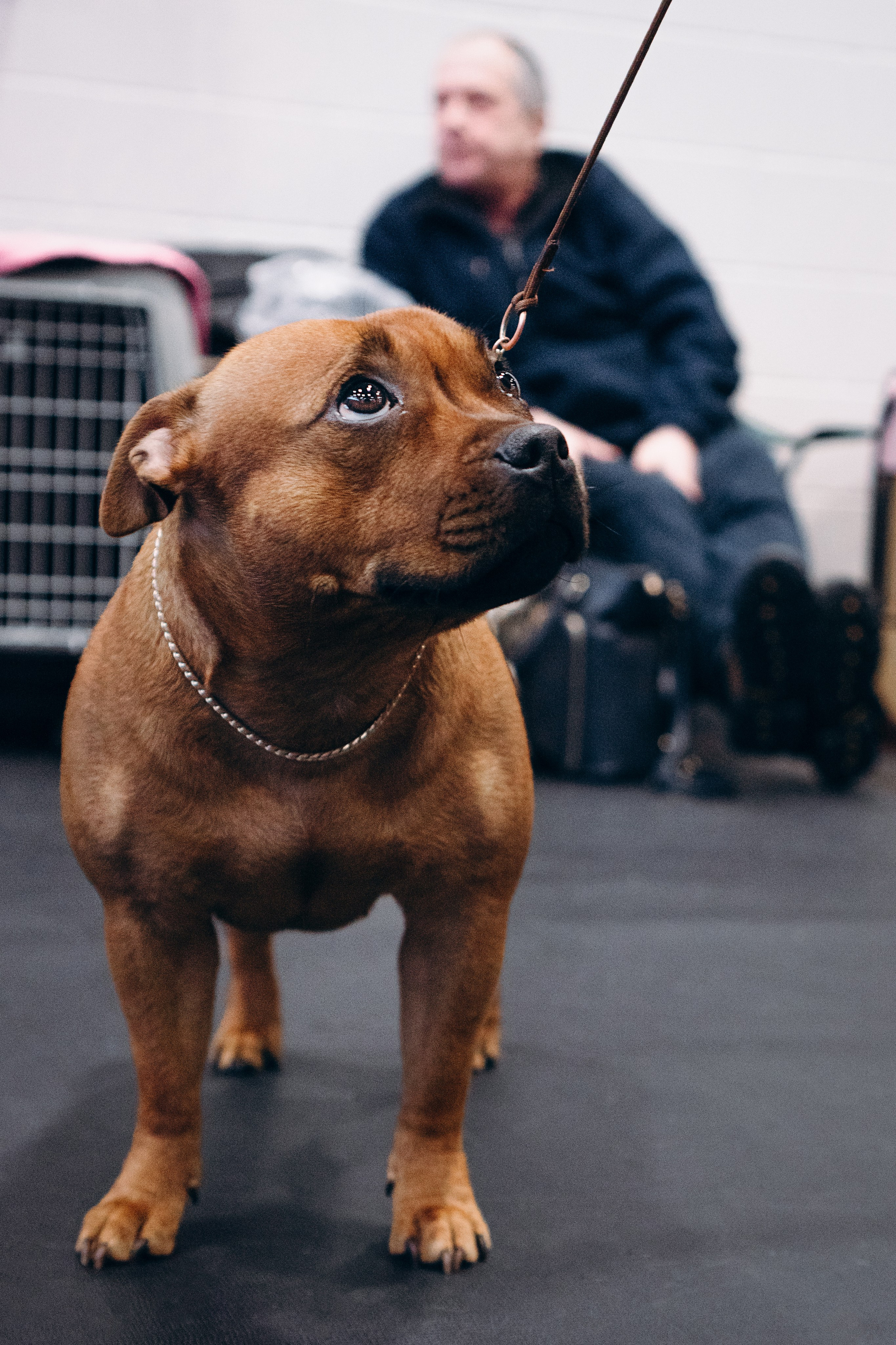 Pärnu dog weekend photo report. Kat Laisaar — Pet photographer in Tallinn