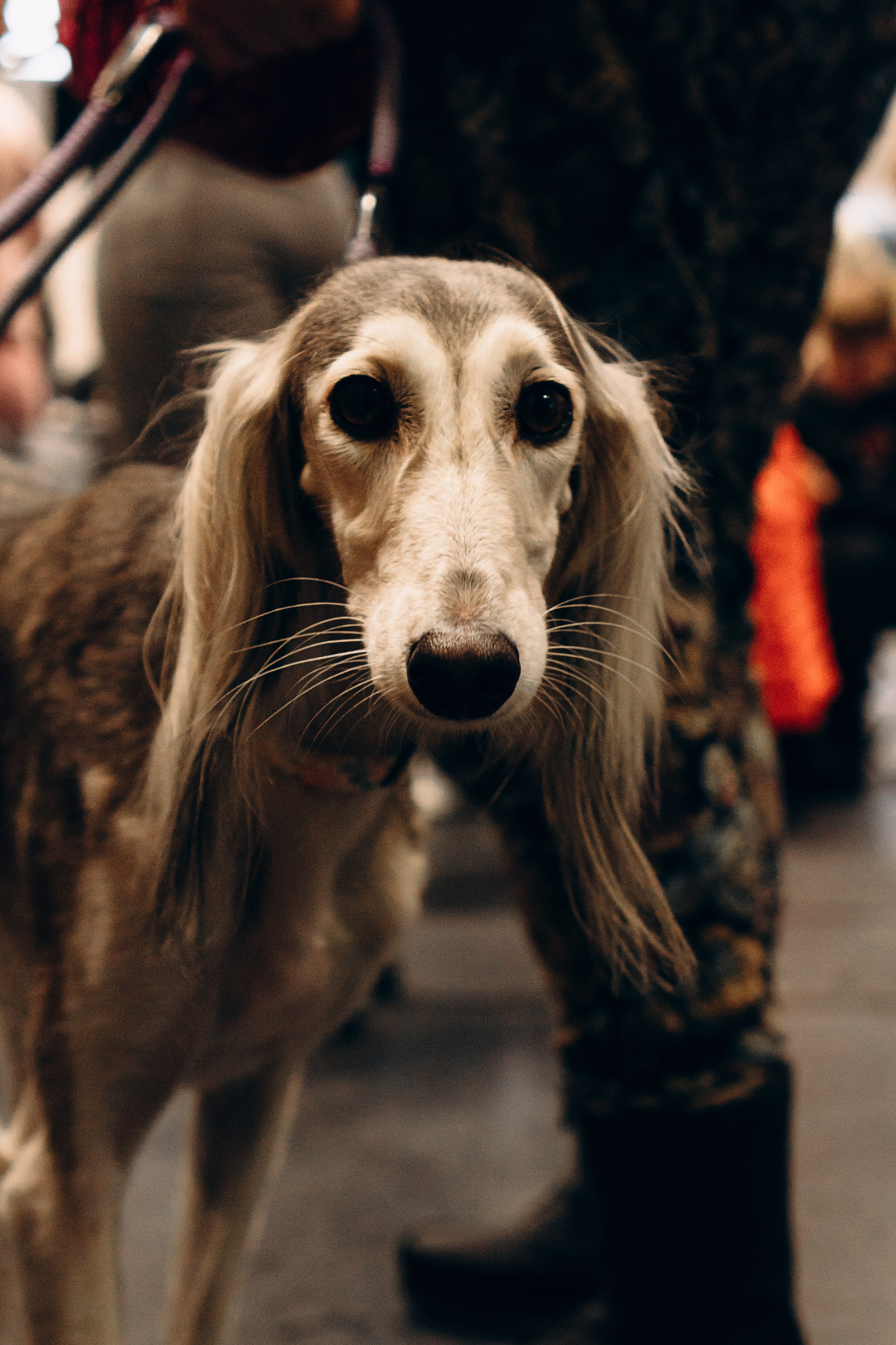 Pärnu dog weekend photo report. Kat Laisaar — Pet photographer in Tallinn