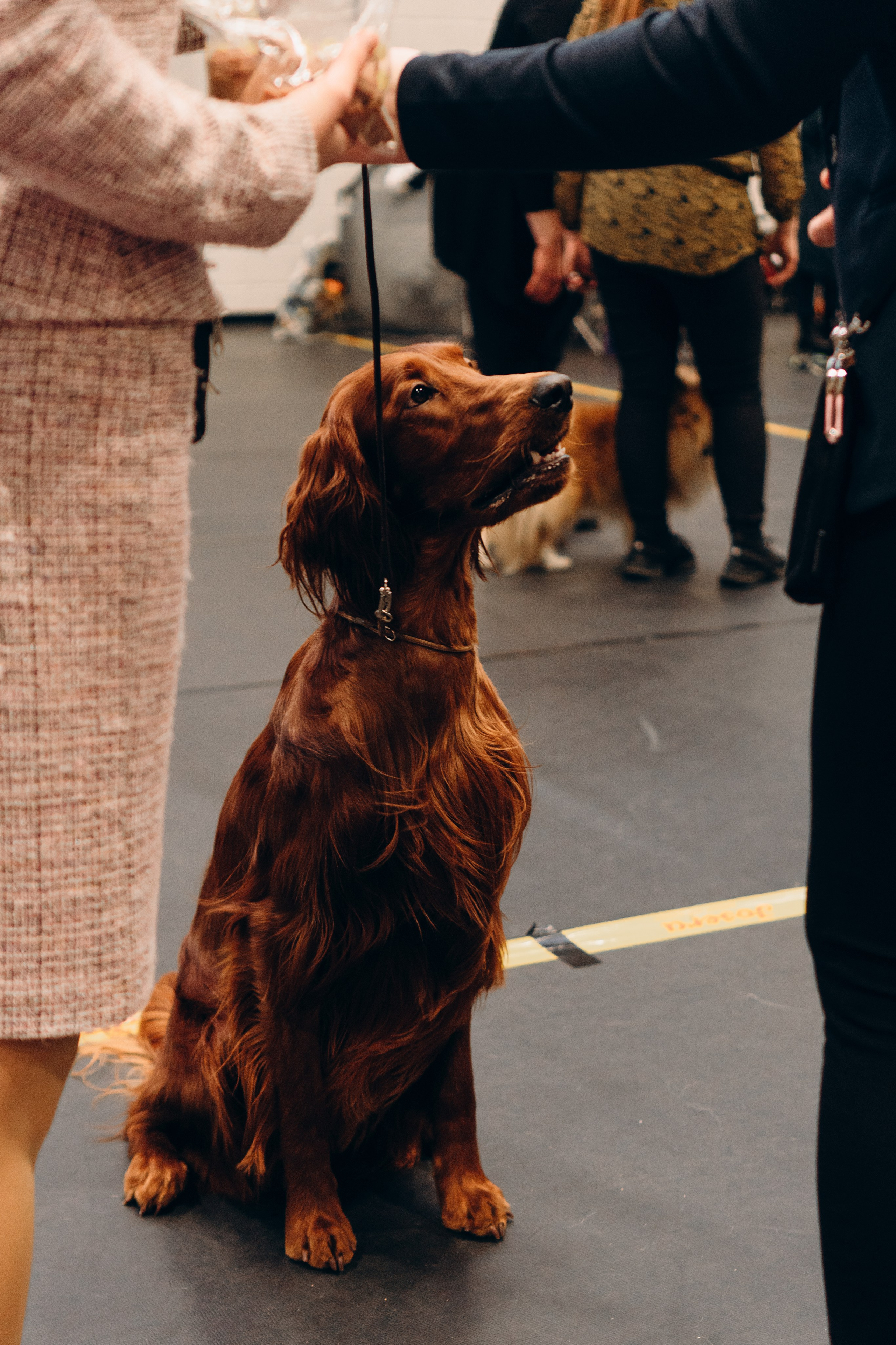 Pärnu dog weekend photo report. Kat Laisaar — Pet photographer in Tallinn