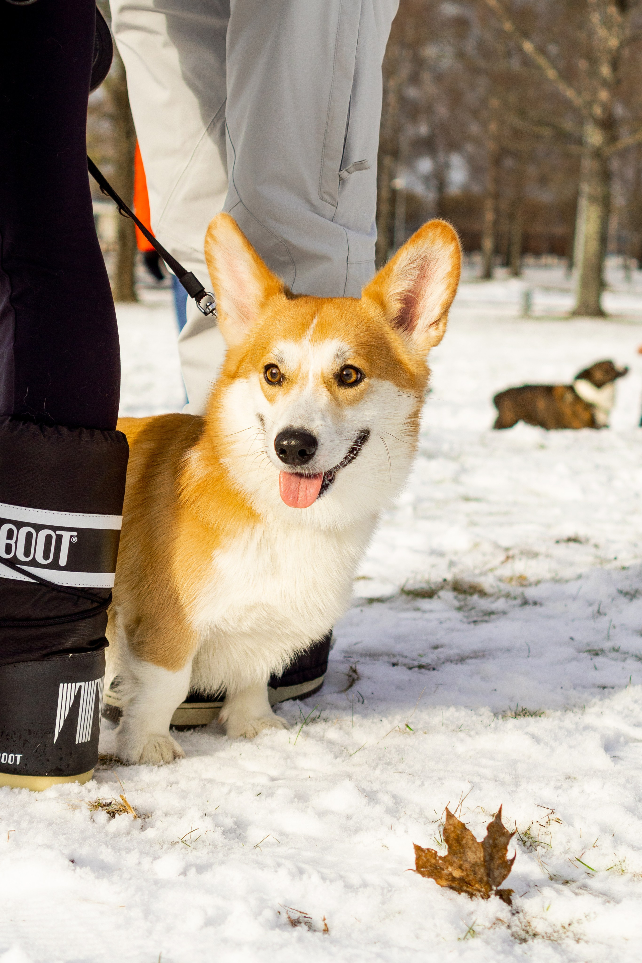 Corgi party, 23 feb. 2025. Kat Laisaar — Pet photographer in Tallinn