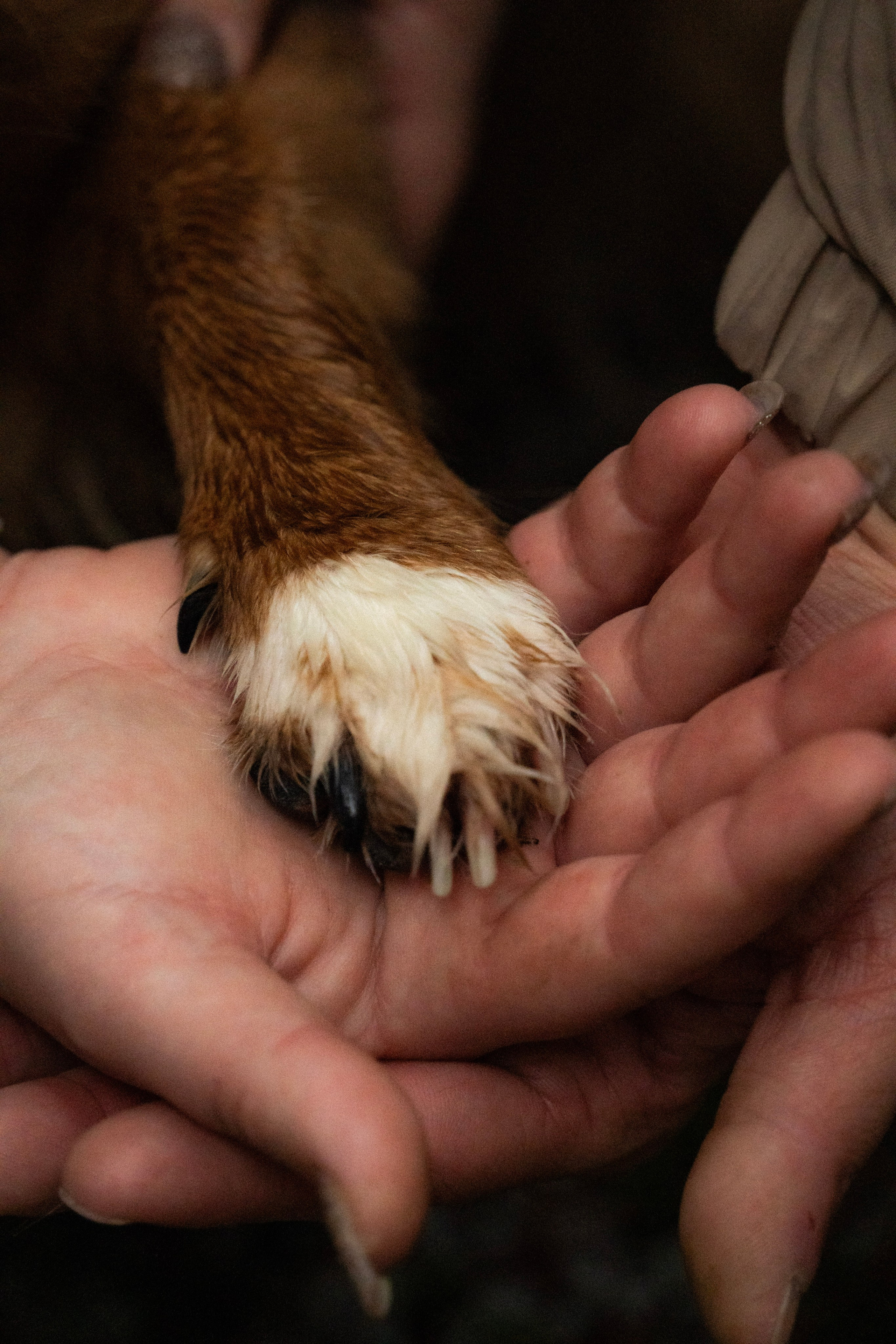 Irina and Oleg. Everwarm Photo and Video Studio