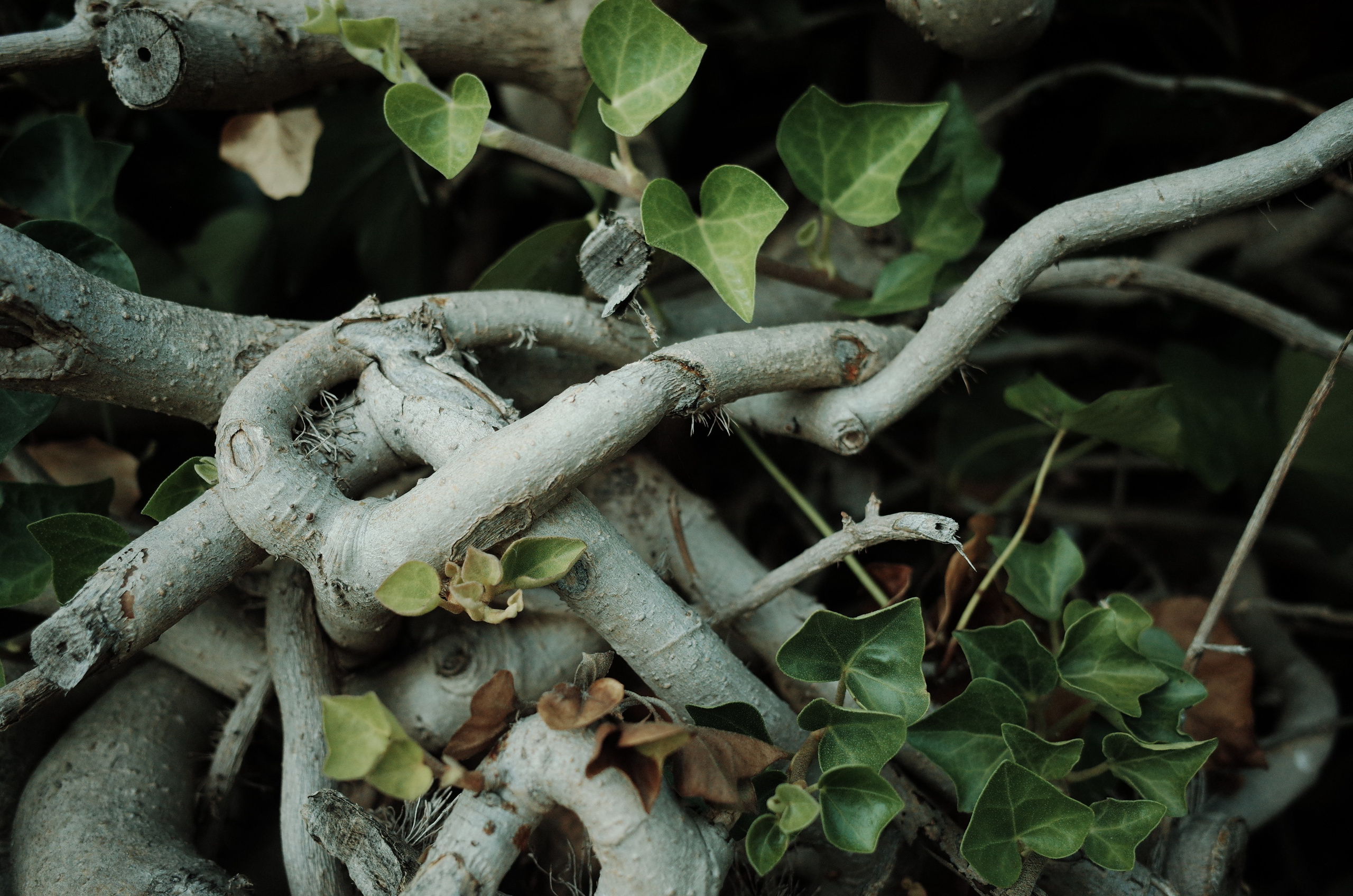 Angry walk of not belonging. Victoria Dini. Art photography in London / Folkestone, UK