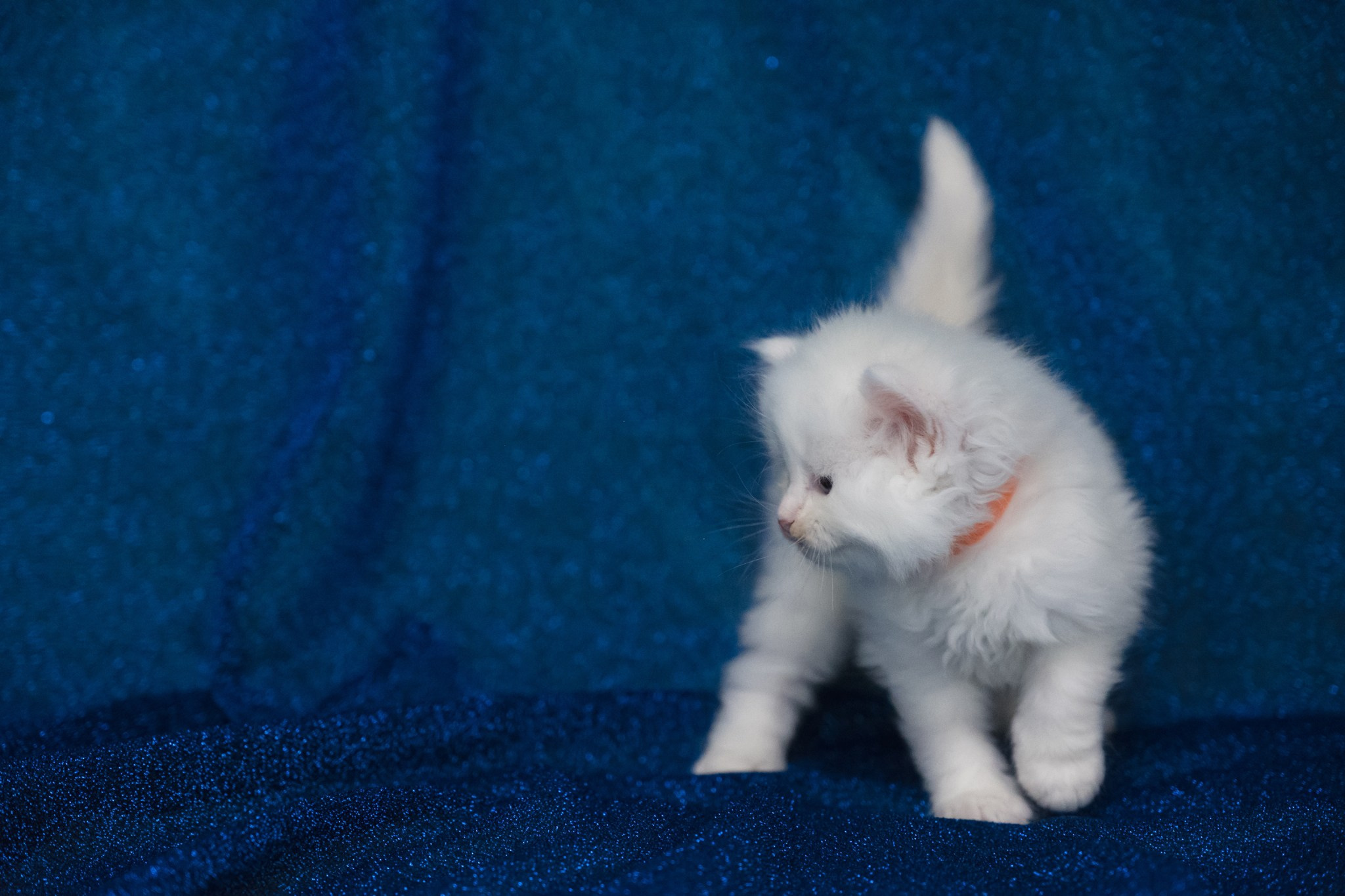 N-Andromeda. SIBERIALIS: Katzenzucht von Sibirischen und Neva Masquarade Katzen