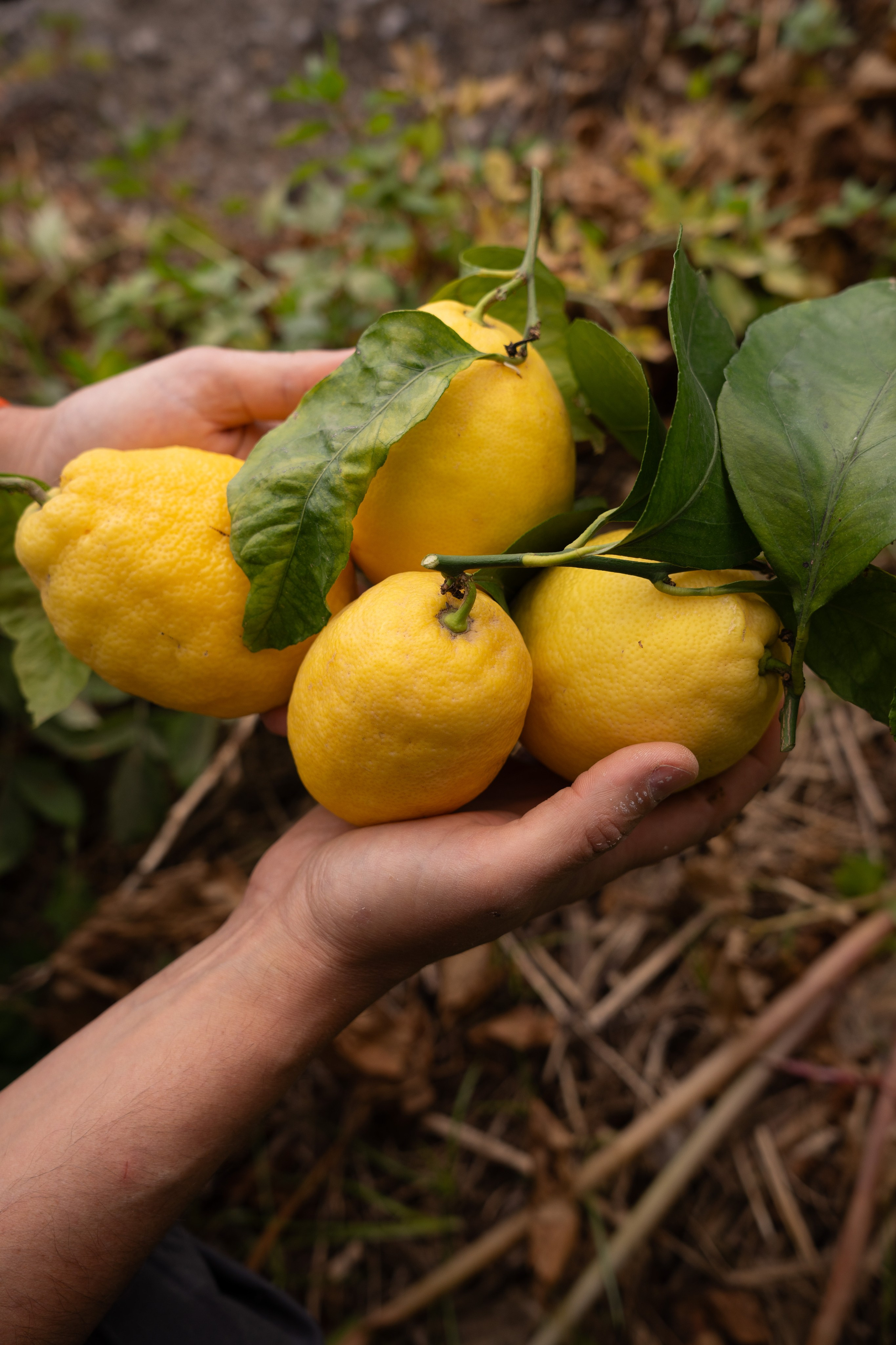 Furore Il Limonetto. Hotel and travel photographer