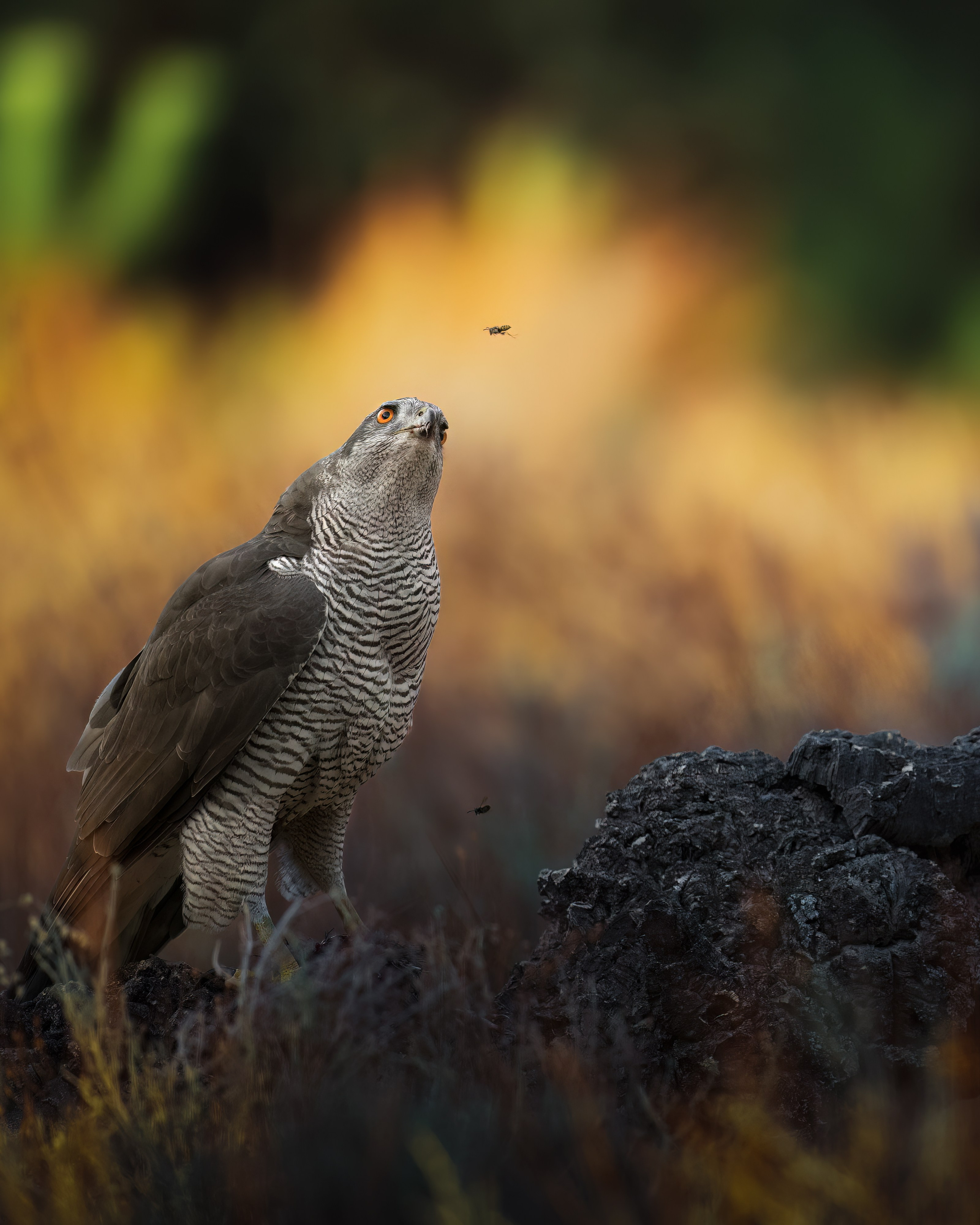 GALLERY. Fine art wildlife photographer Alexandra Surkova