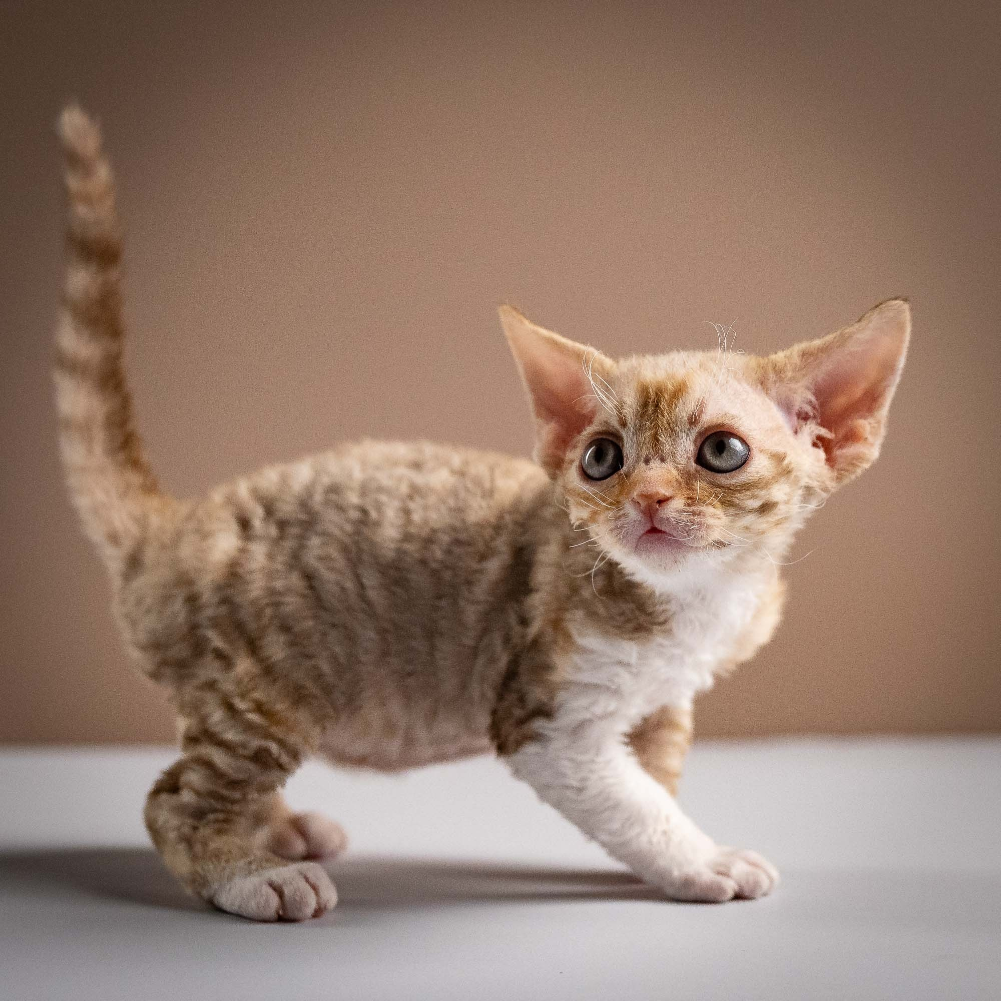 Ophelia, girl, born 02.08.26. Devon Rex Pixie Cattery