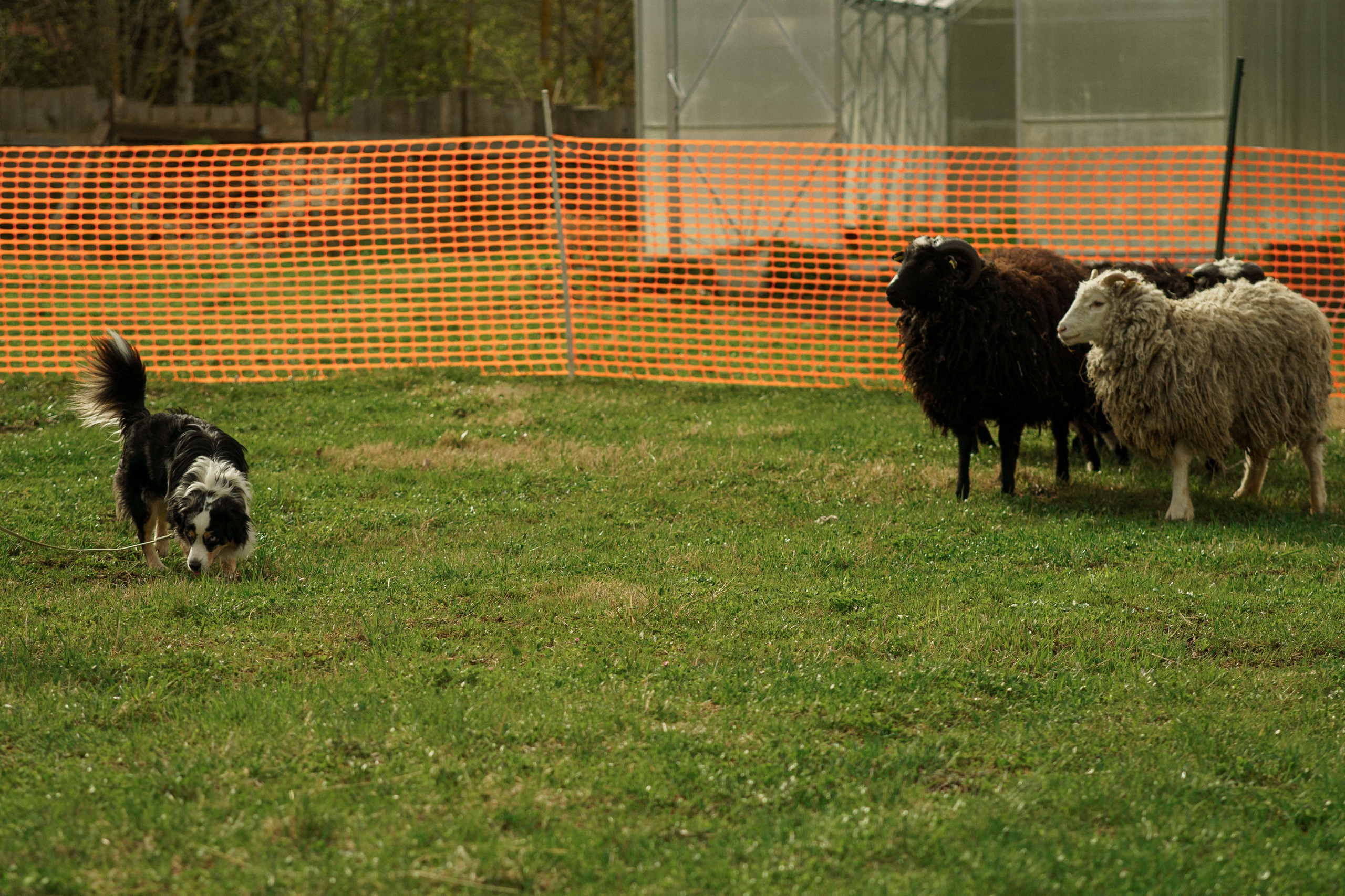 Herding Days, 26 apr. 2025. Kat Laisaar — Pet photographer in Tallinn