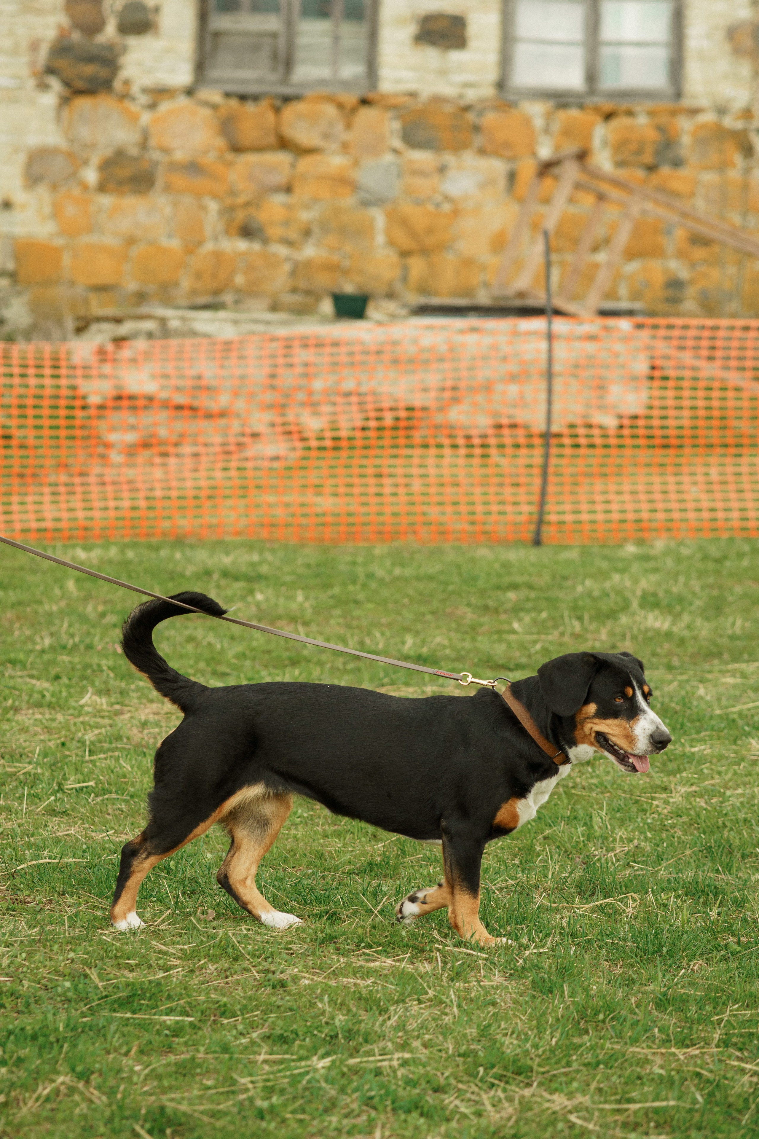 Herding Days, 26 apr. 2025. Kat Laisaar — Pet photographer in Tallinn
