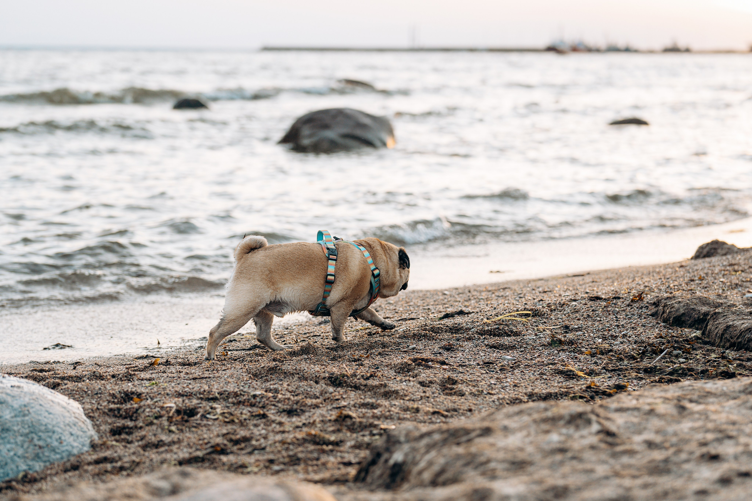 Frank, Tony, Katerina & Lev. Kat Laisaar — Pet photographer in Tallinn