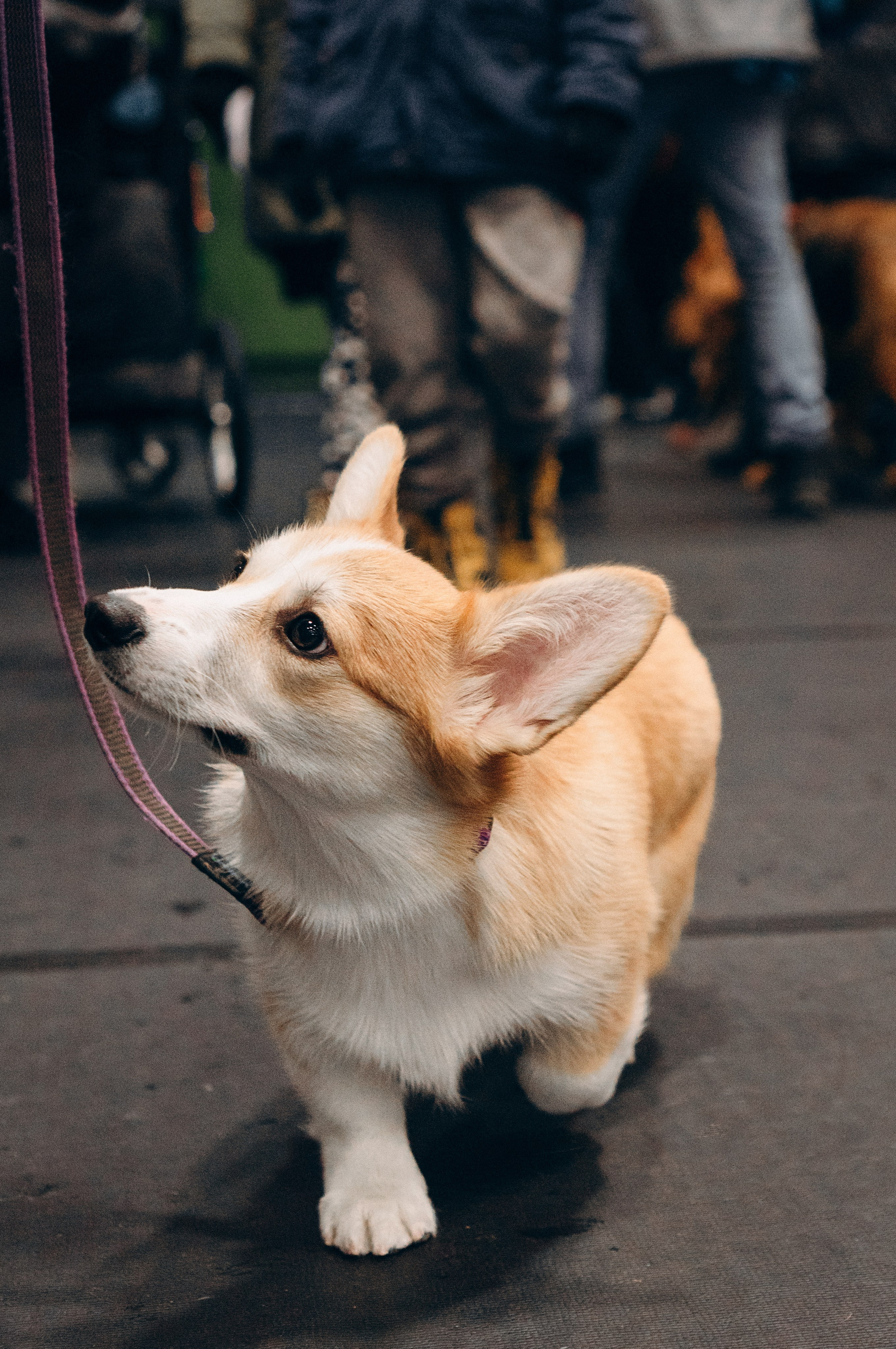 Pärnu dog weekend photo report. Kat Laisaar — Pet photographer in Tallinn