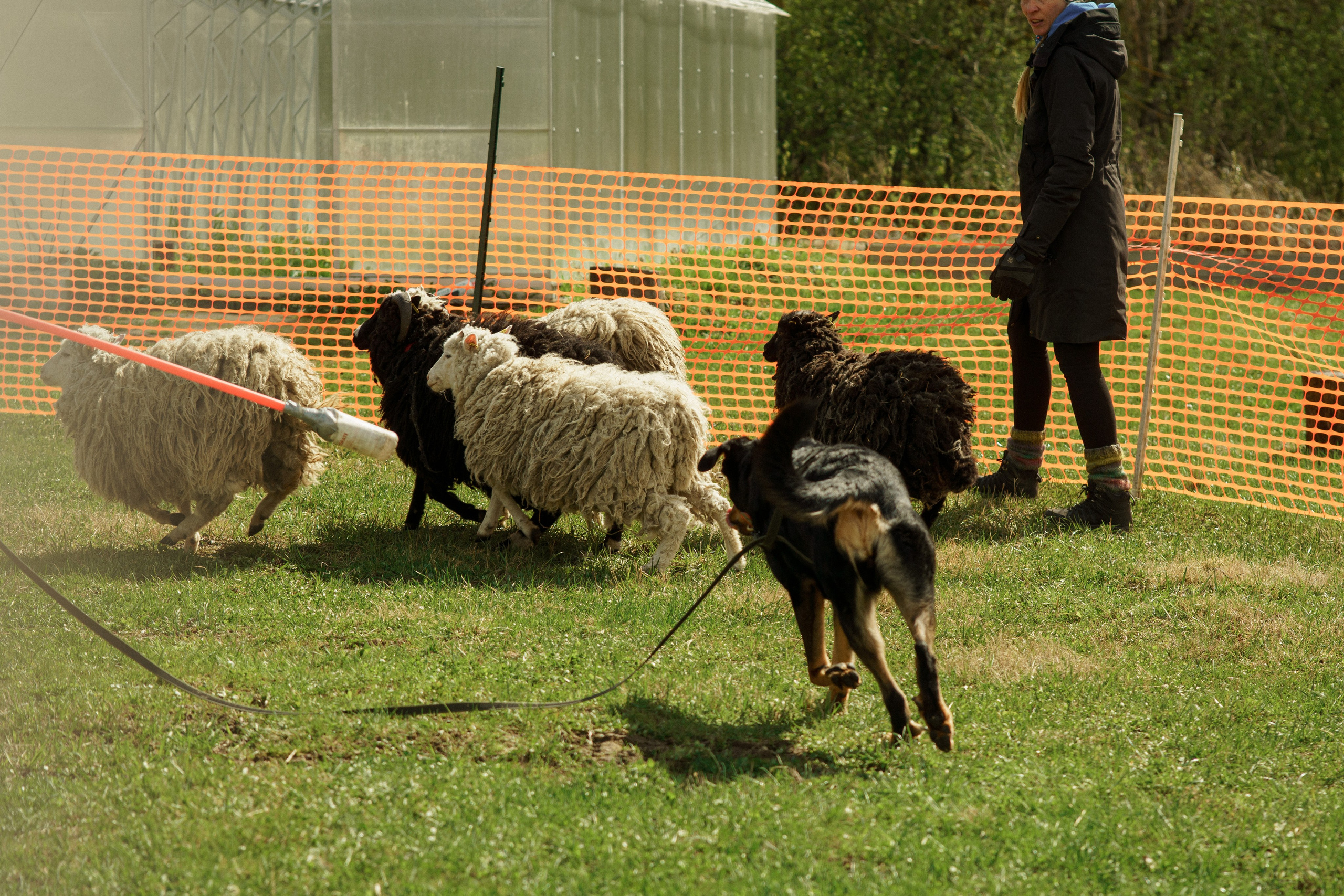 Herding Days, 26 apr. 2025. Kat Laisaar — Pet photographer in Tallinn