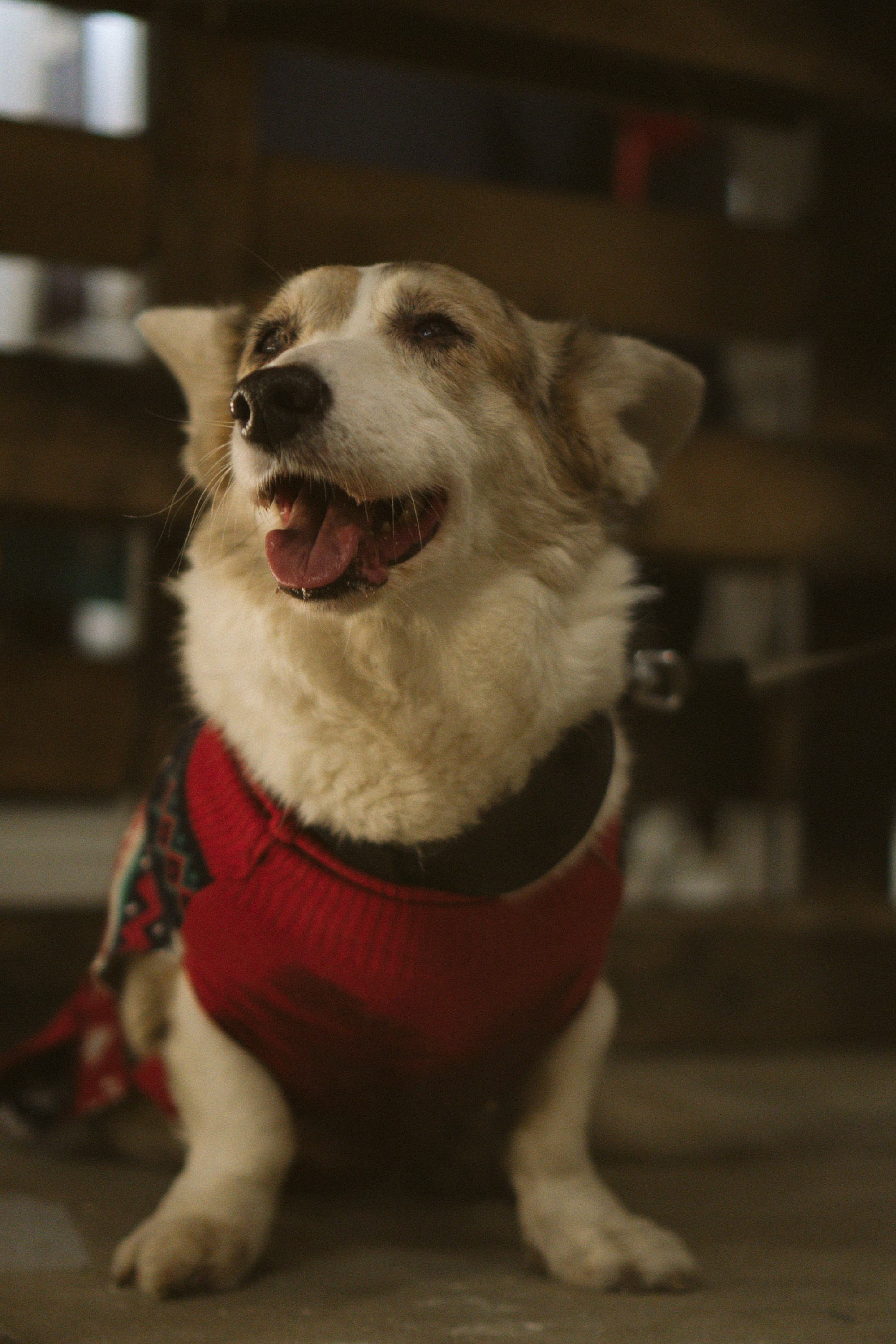 Corgi Fest, Christmas edition. Kat Laisaar — Pet photographer in Tallinn