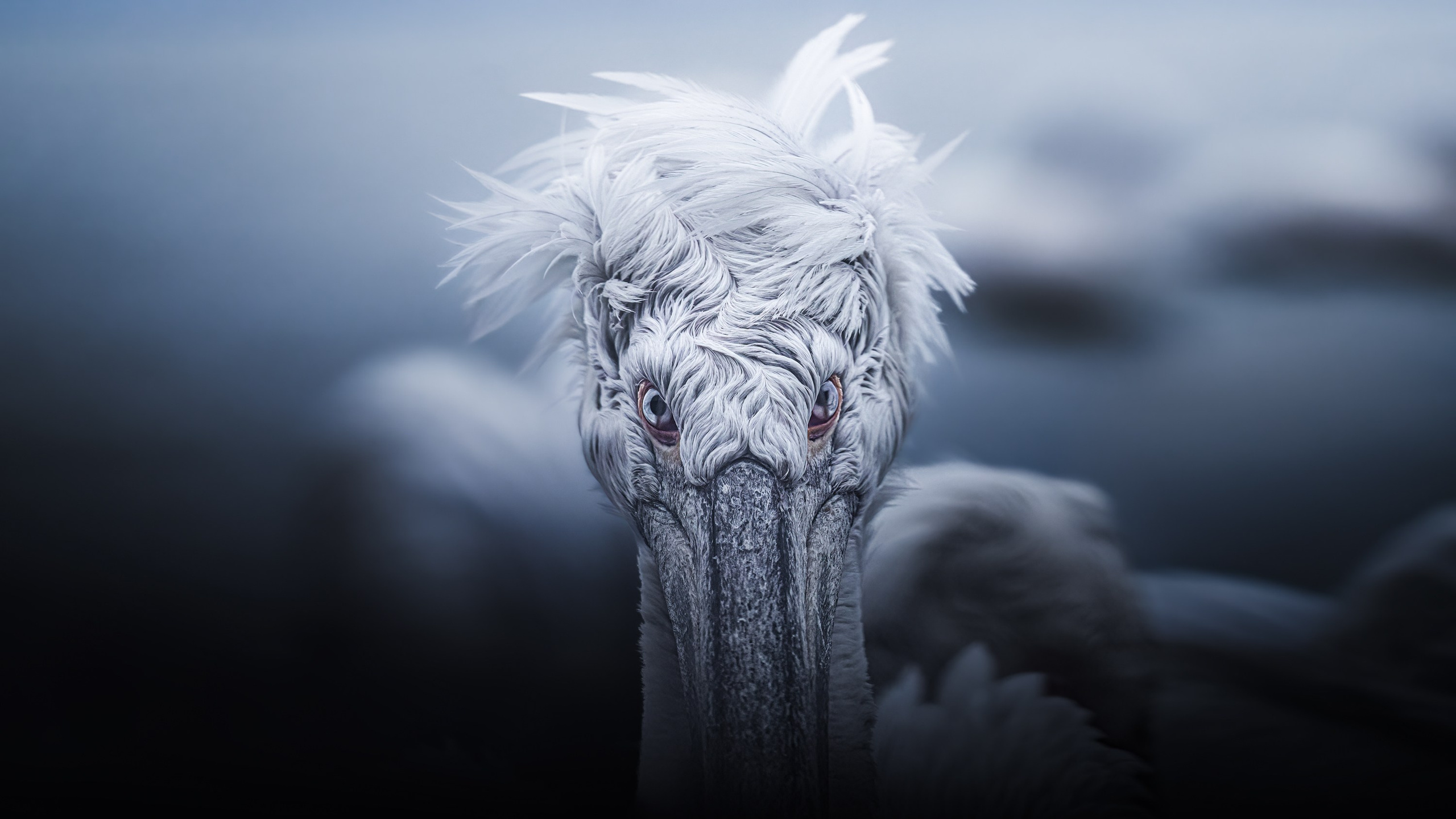 GALLERY. Fine art wildlife photographer Alexandra Surkova