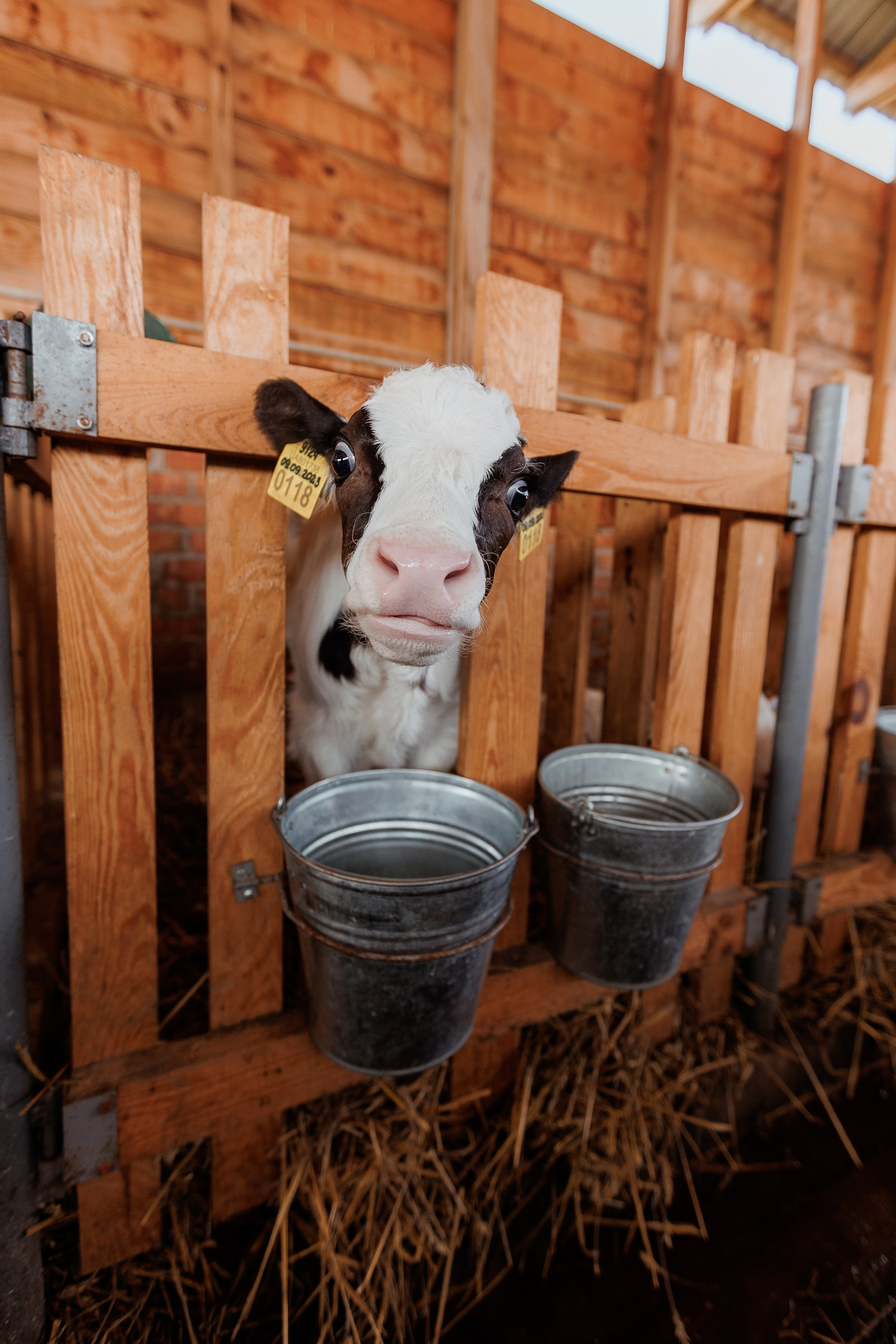 Екопарк Аміла. Ірина Терещук