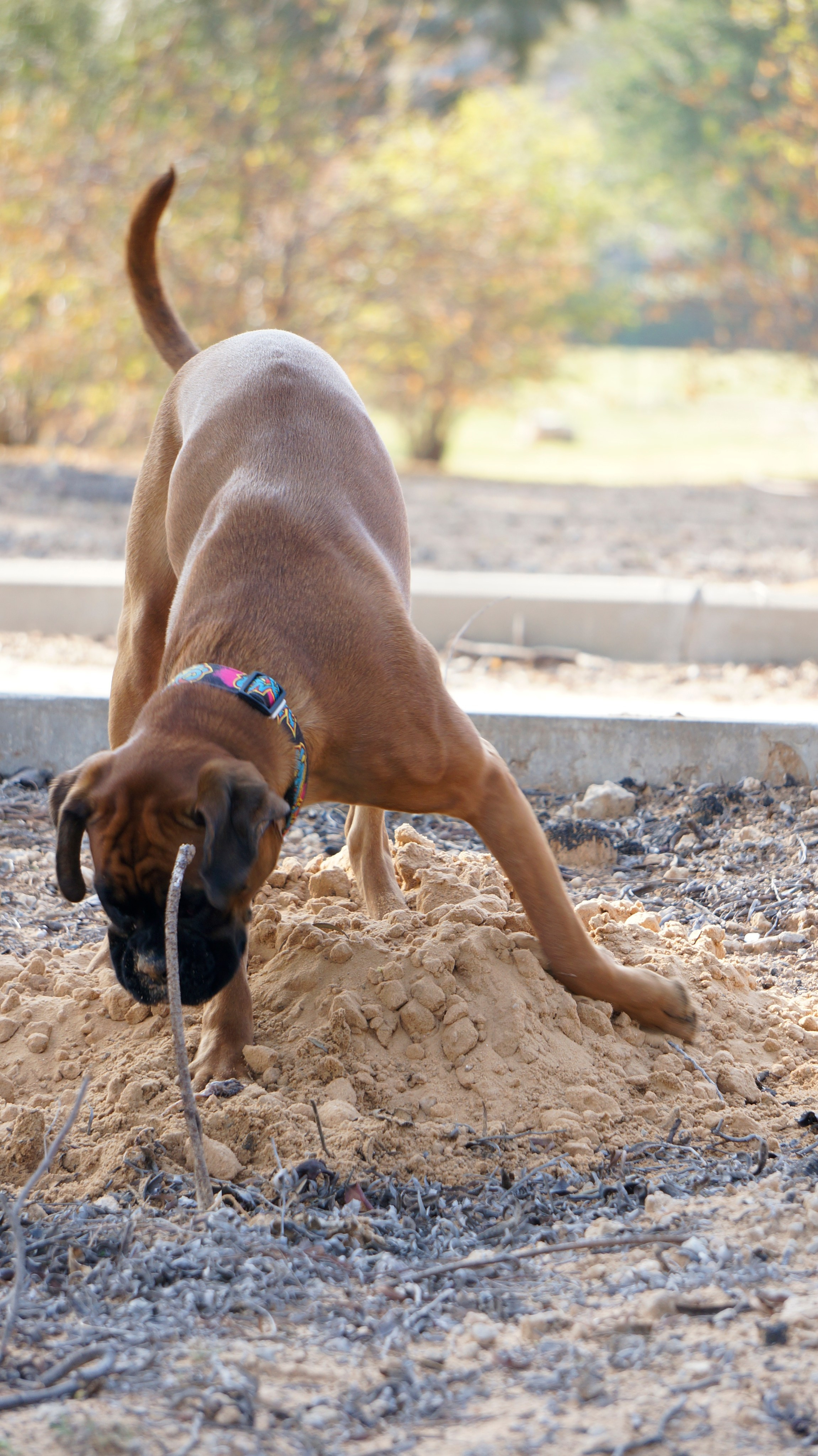 My ״Star״ Boxer Dog