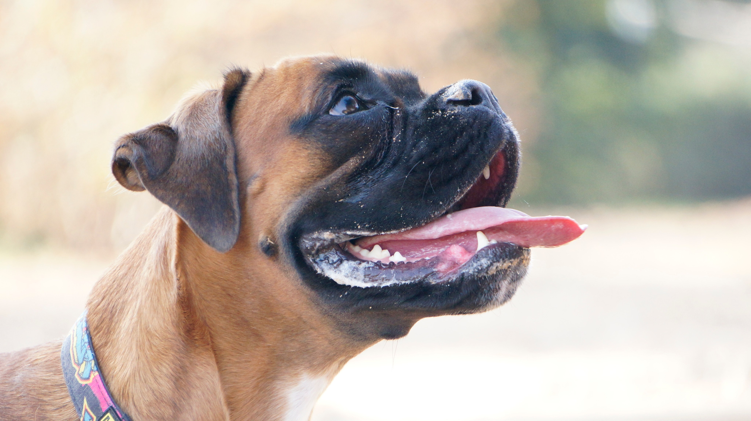 My ״Star״ Boxer Dog