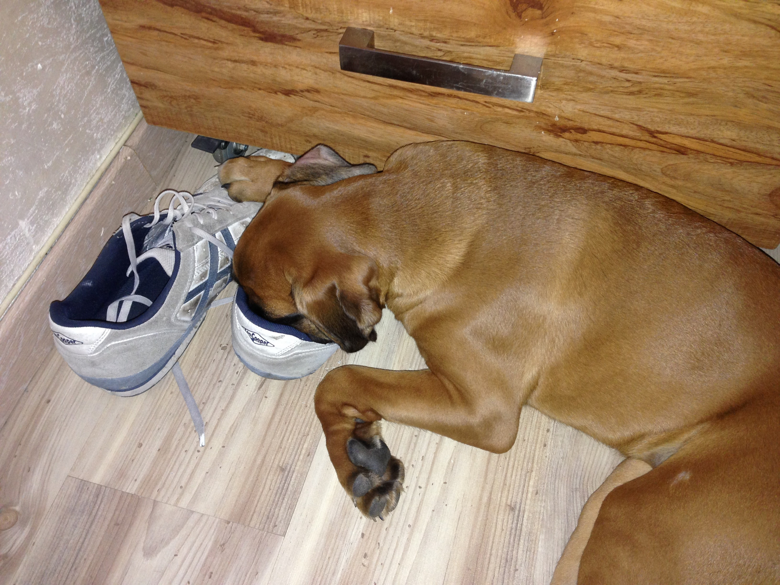 My ״Star״ Boxer Dog