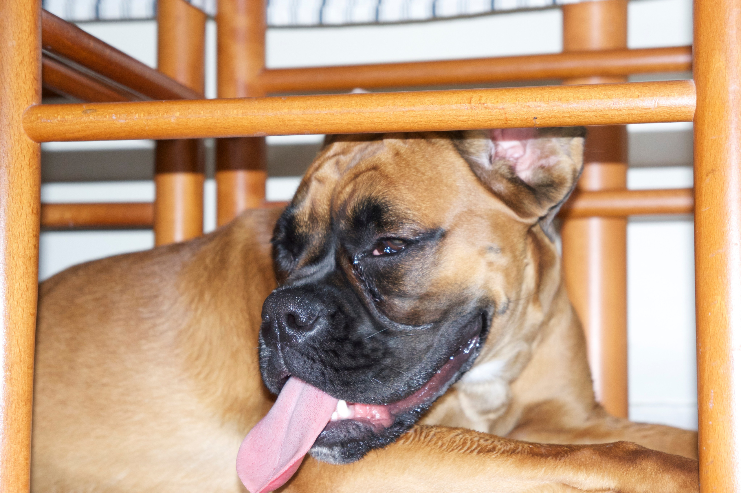 My ״Star״ Boxer Dog