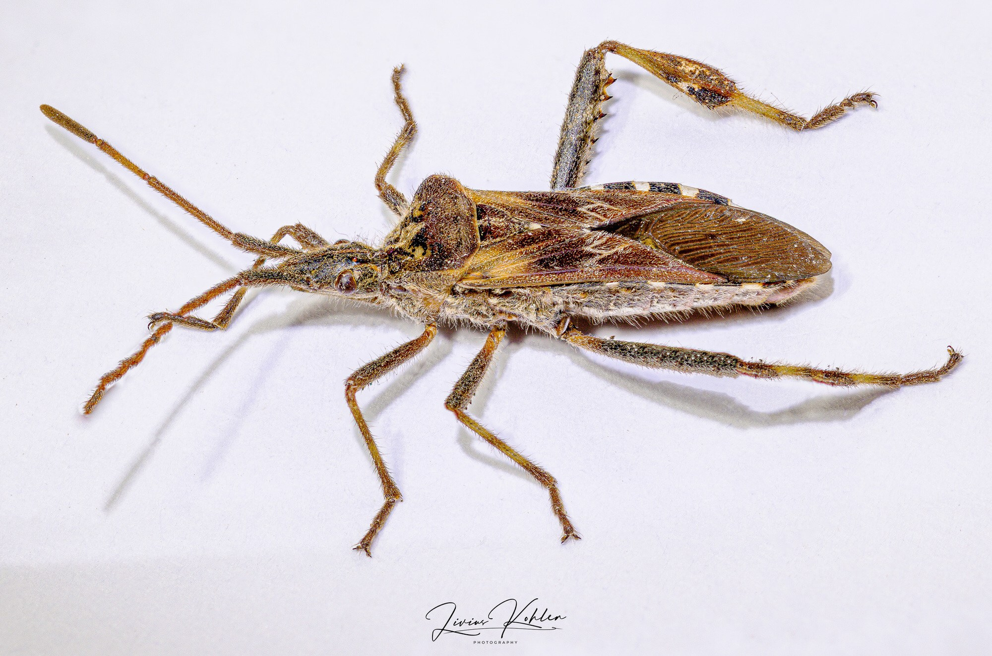 Hobby Bilder. FOTO KREATIV