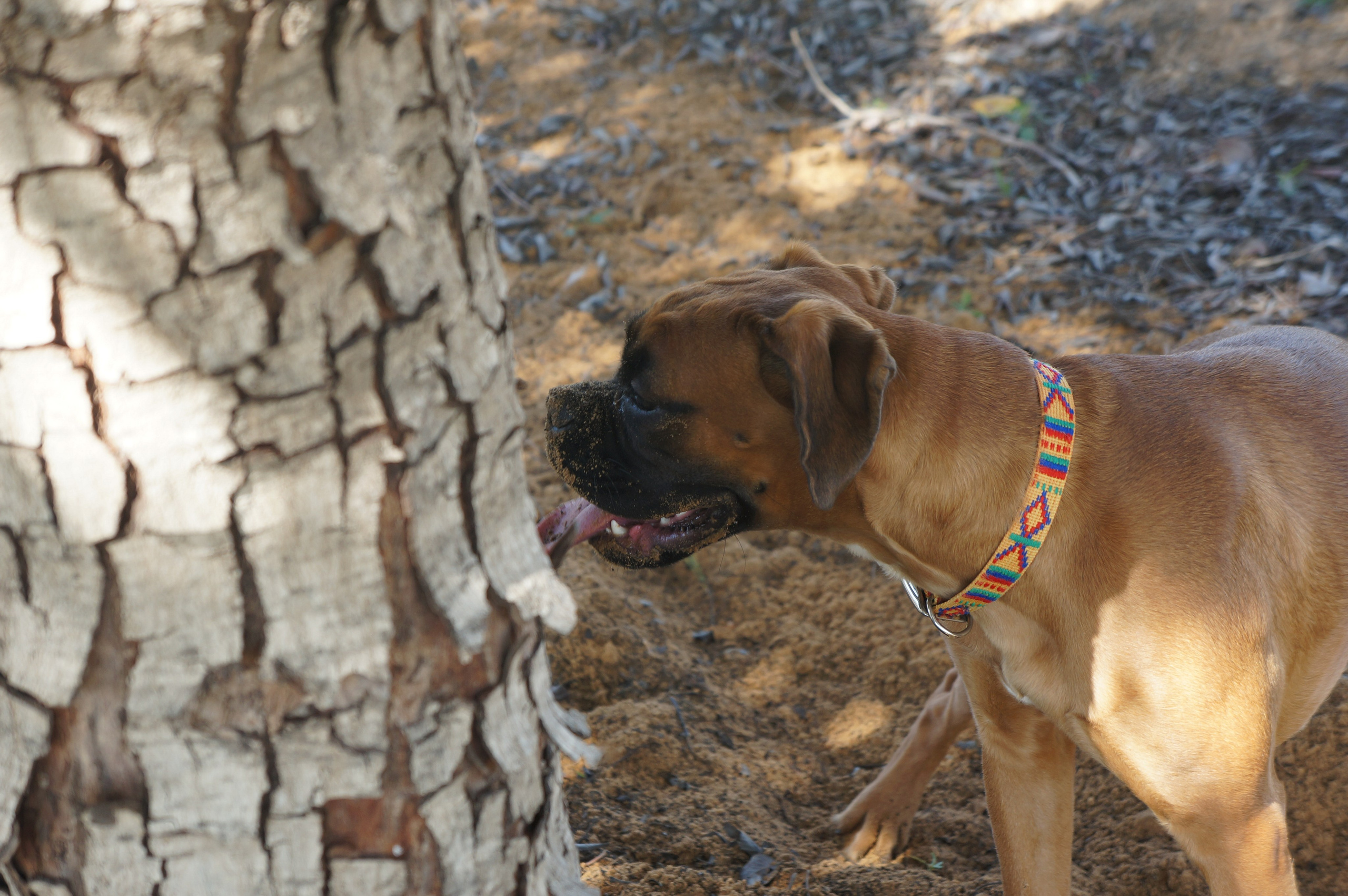 My ״Star״ Boxer Dog