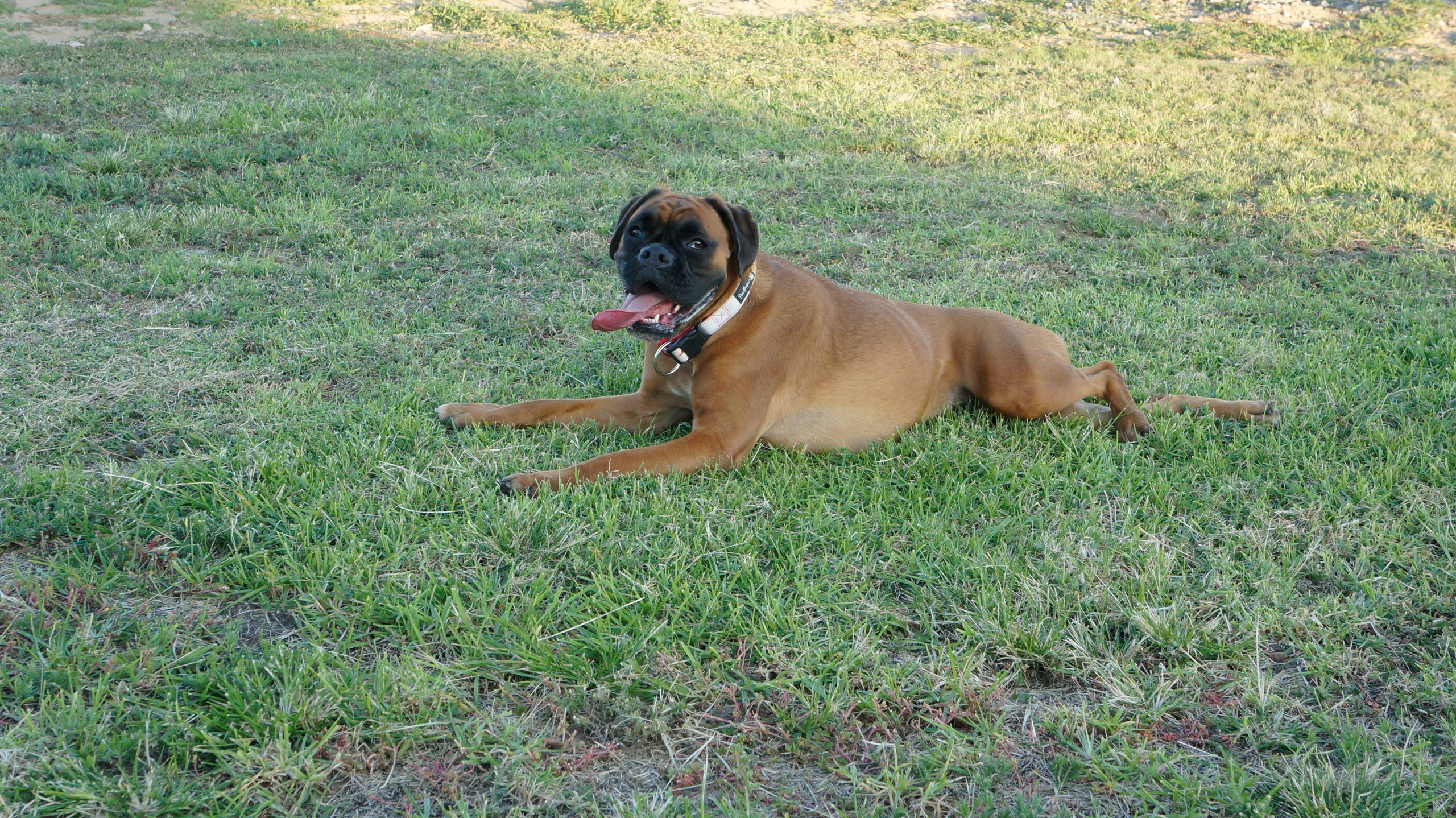 My ״Star״ Boxer Dog
