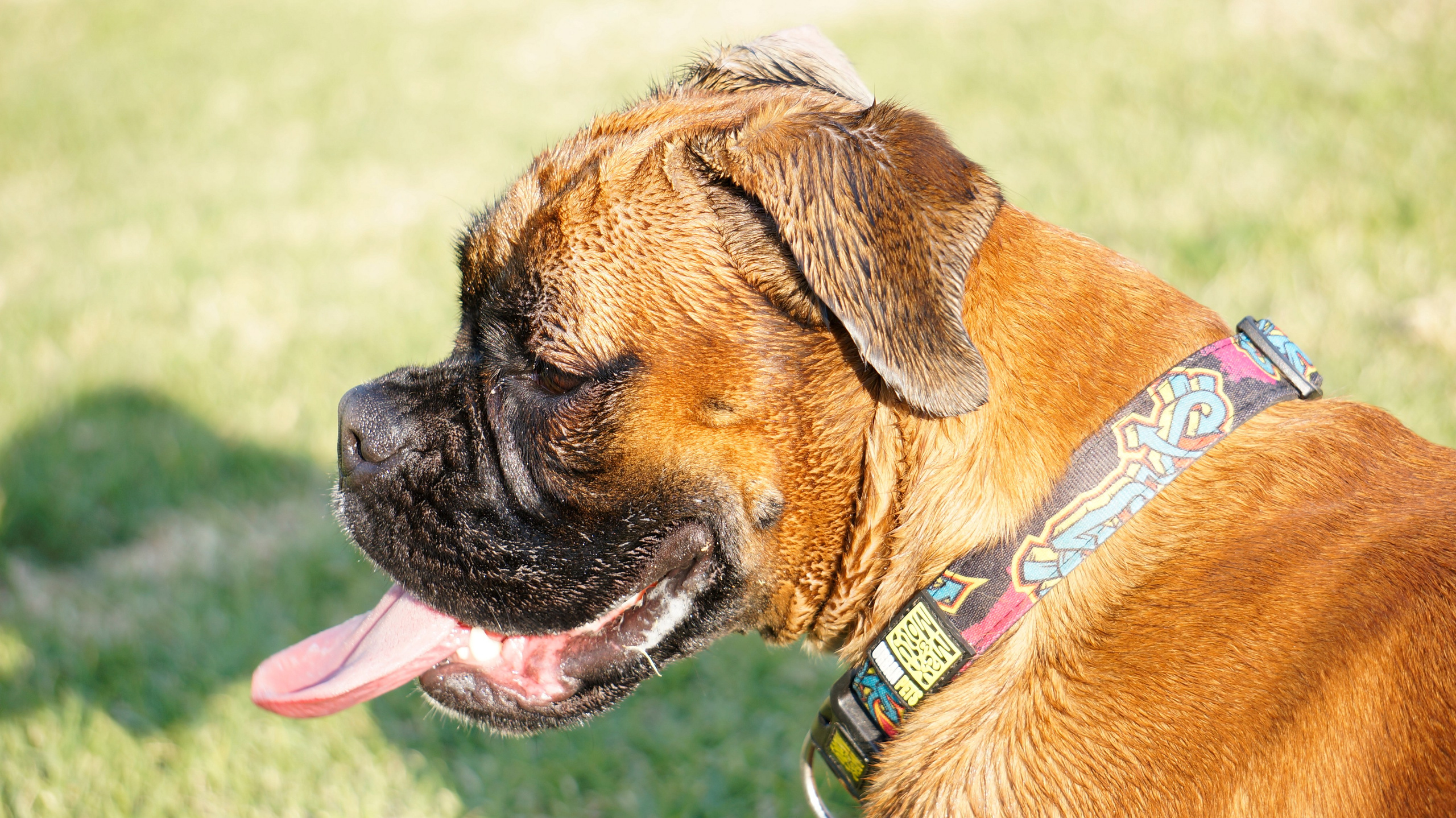 My ״Star״ Boxer Dog