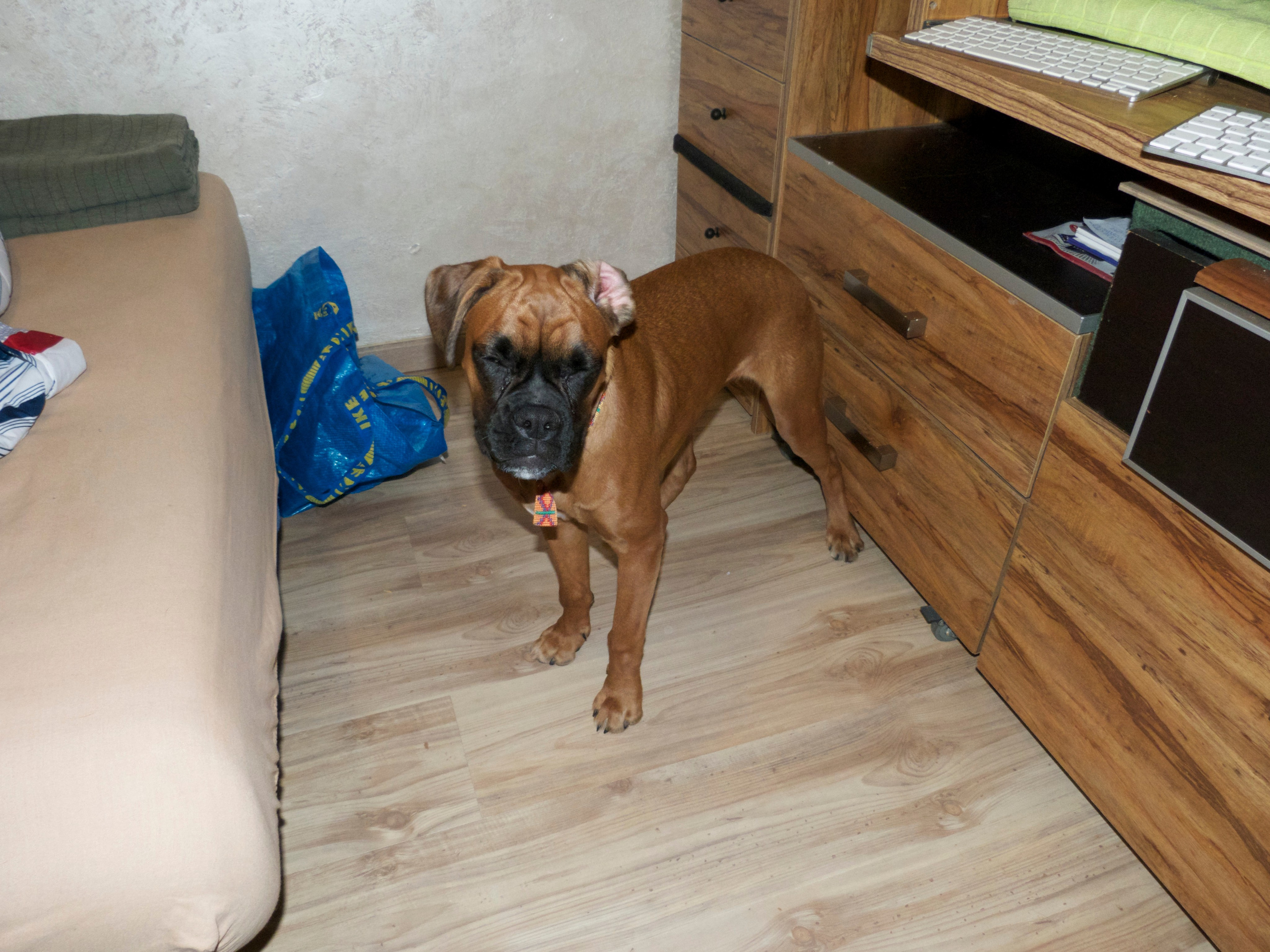 My ״Star״ Boxer Dog