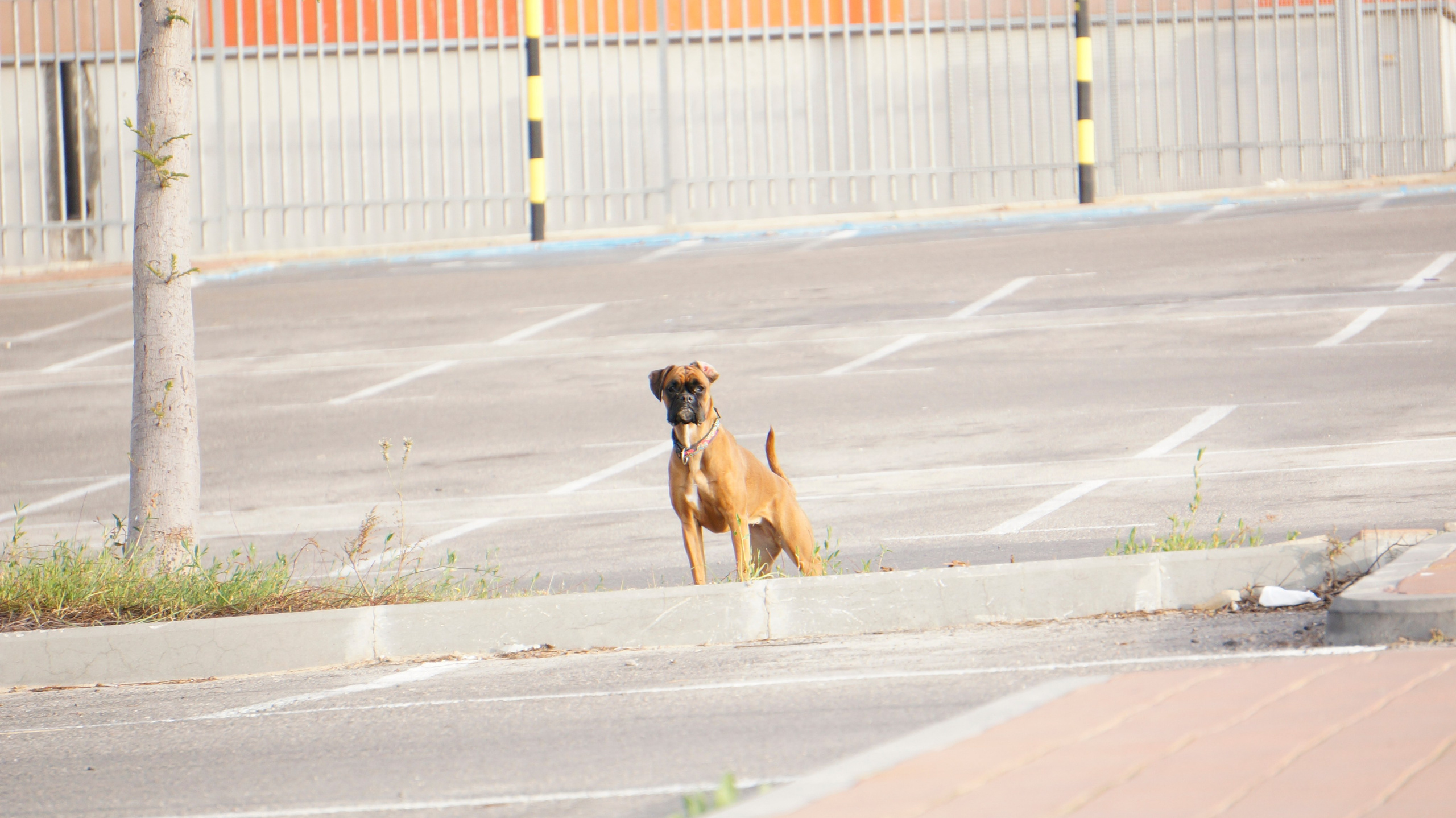 My ״Star״ Boxer Dog