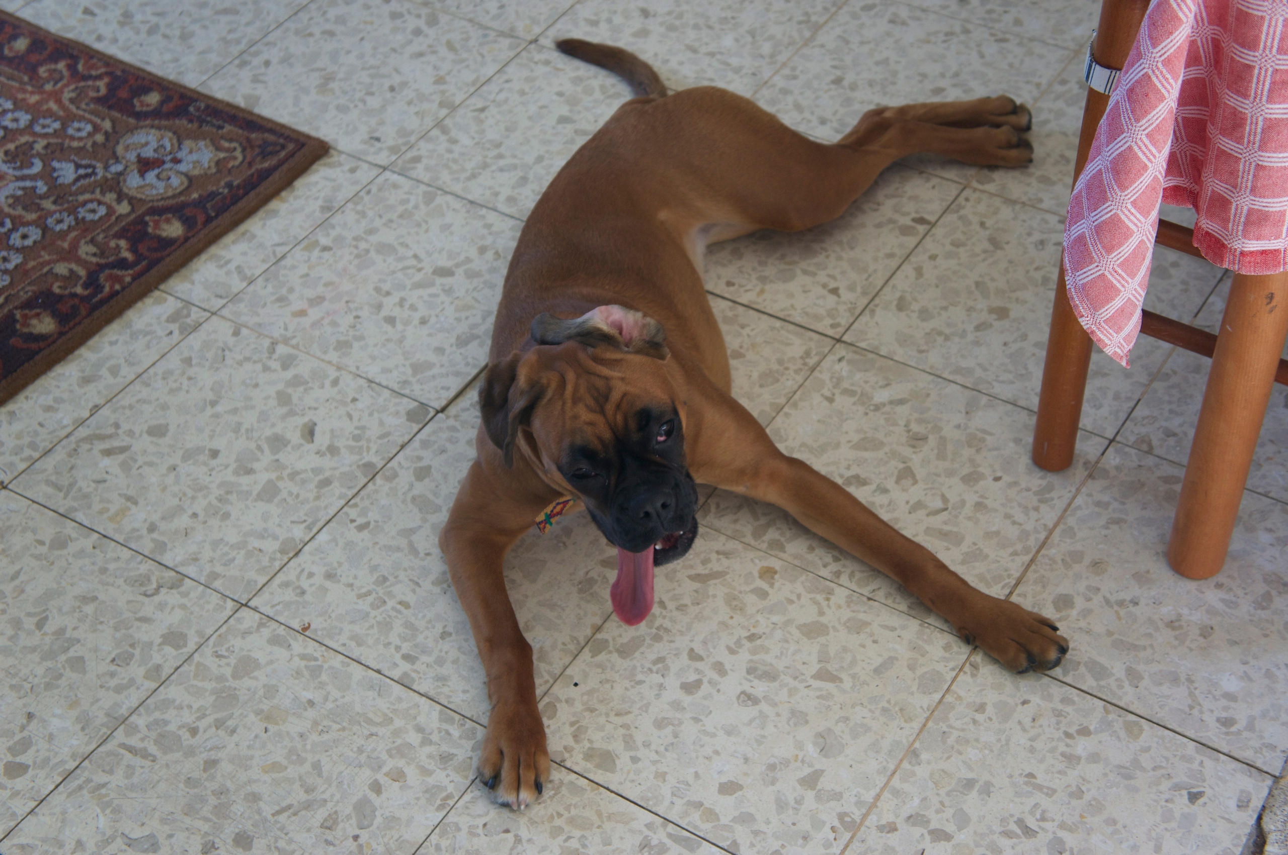 My ״Star״ Boxer Dog