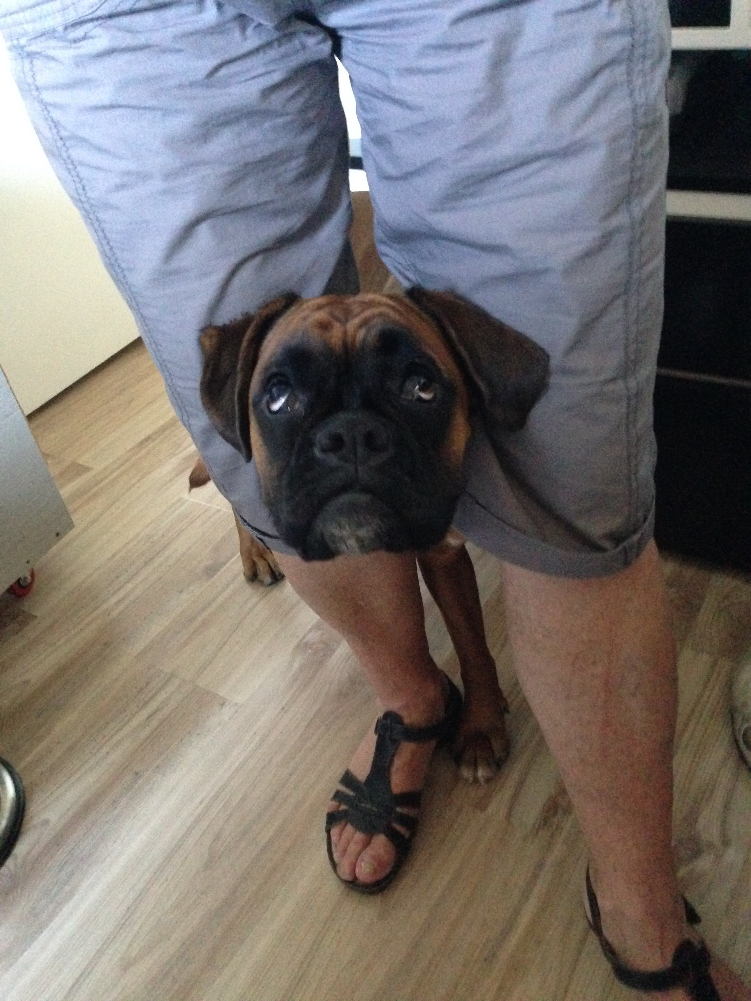 My ״Star״ Boxer Dog