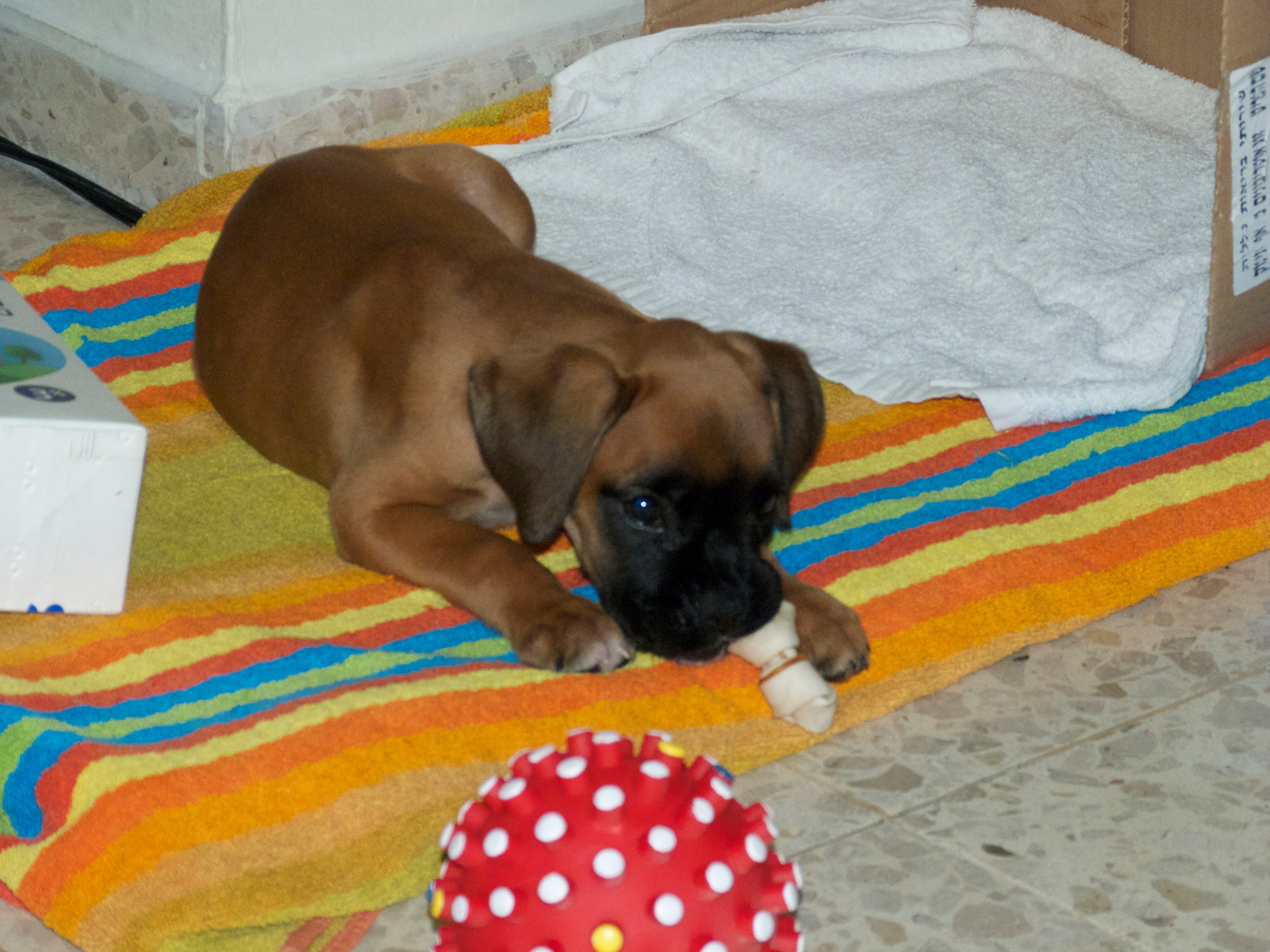 My ״Star״ Boxer Dog