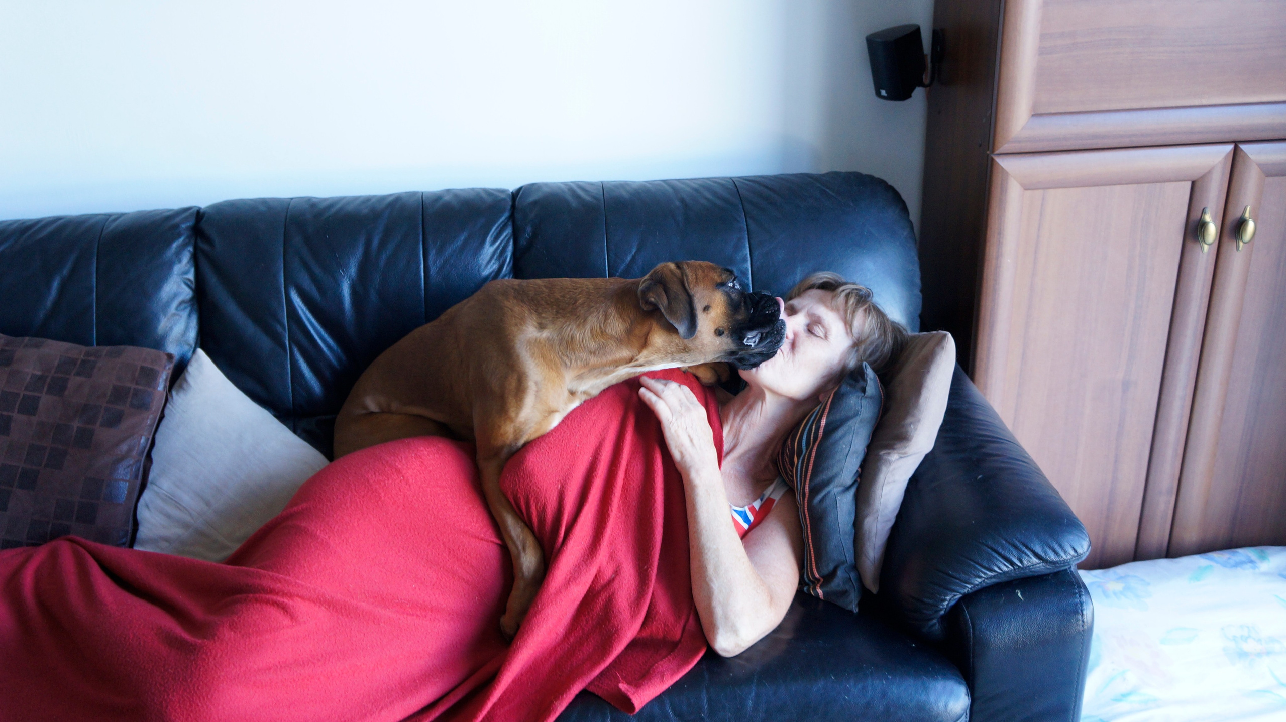 My ״Star״ Boxer Dog