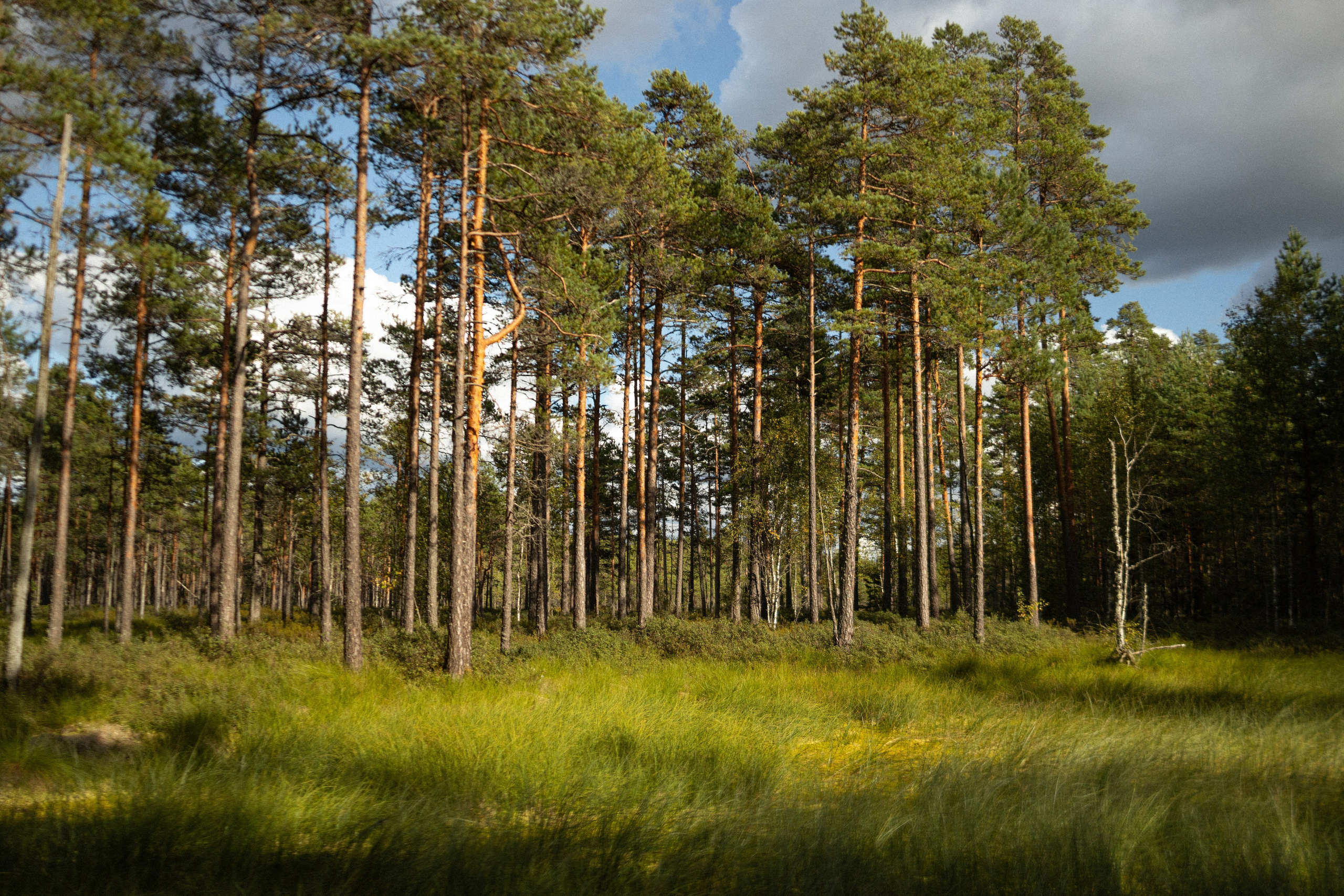 Street Photography. Portree- ja perefotograaf Anton Hansen Tallinnas, Eestis