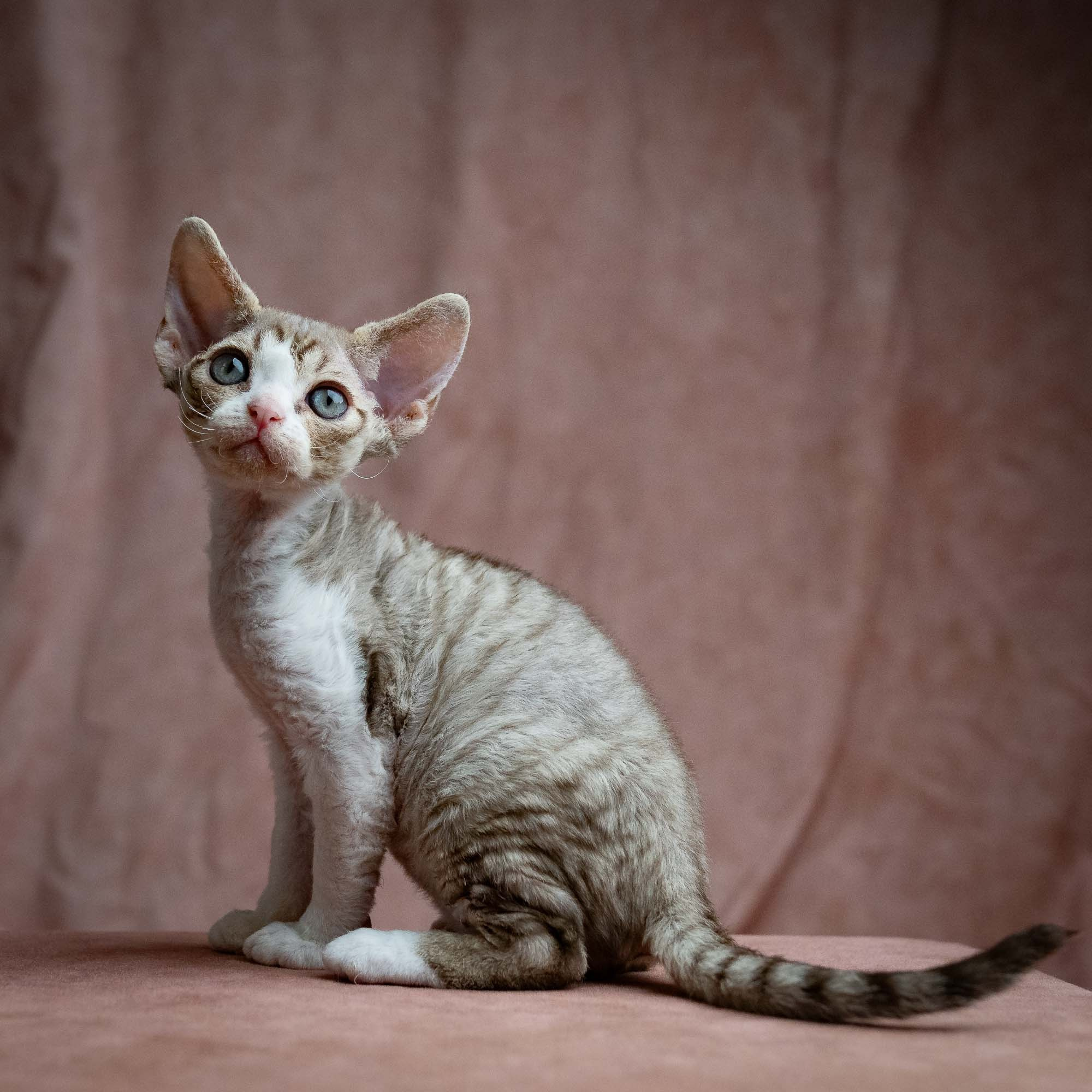 Sebastian, boy, born 05.15.26. Devon Rex Pixie Cattery