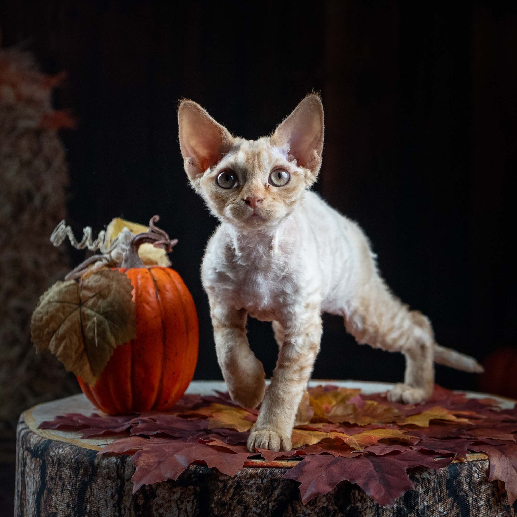 Dorito, boy, born on 06.06.24 SOLD. Devon Rex Pixie Cattery