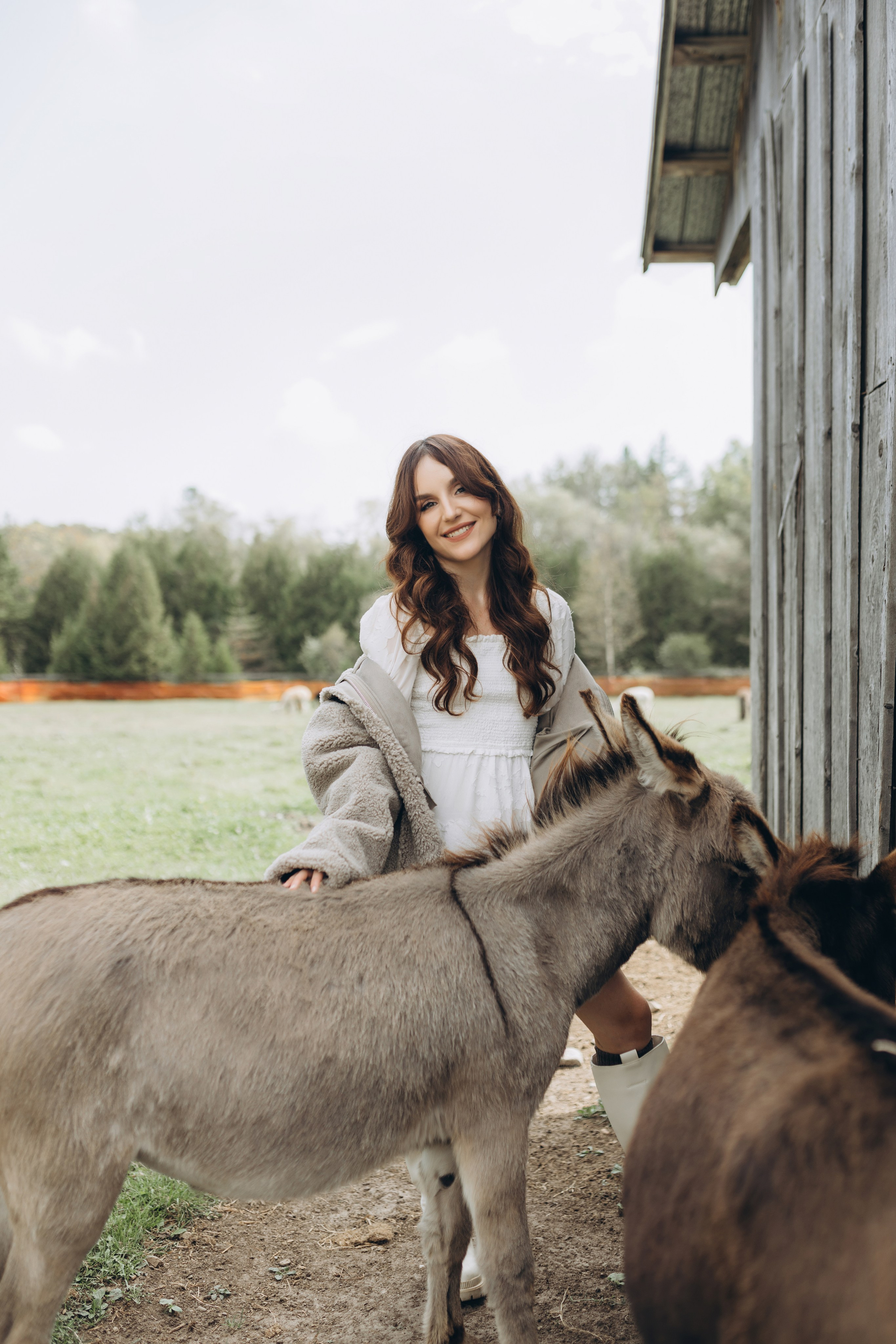 Alpacas Farm. Chernenko.photography