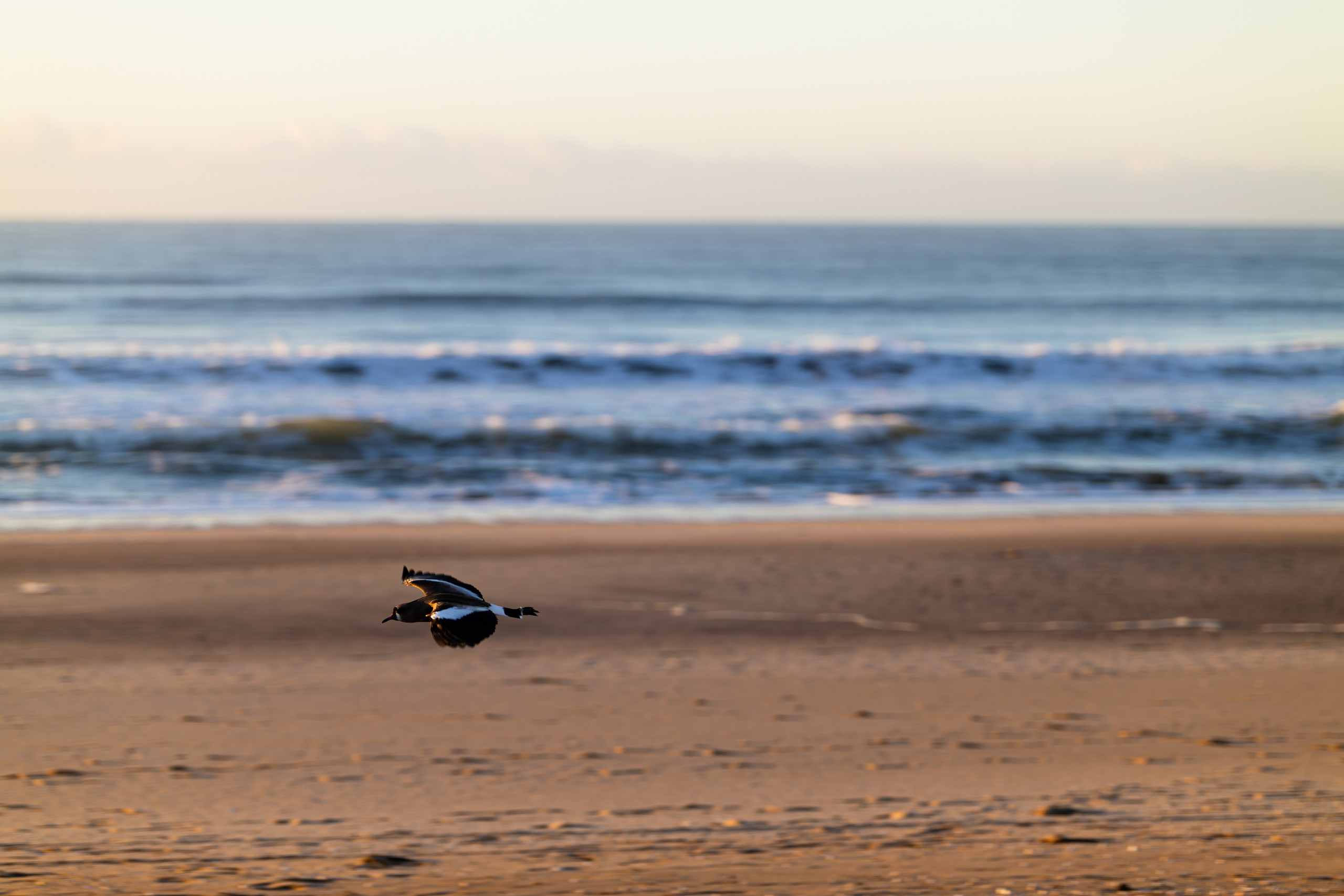 WildLife. Фотограф в Буэнос-Айресе