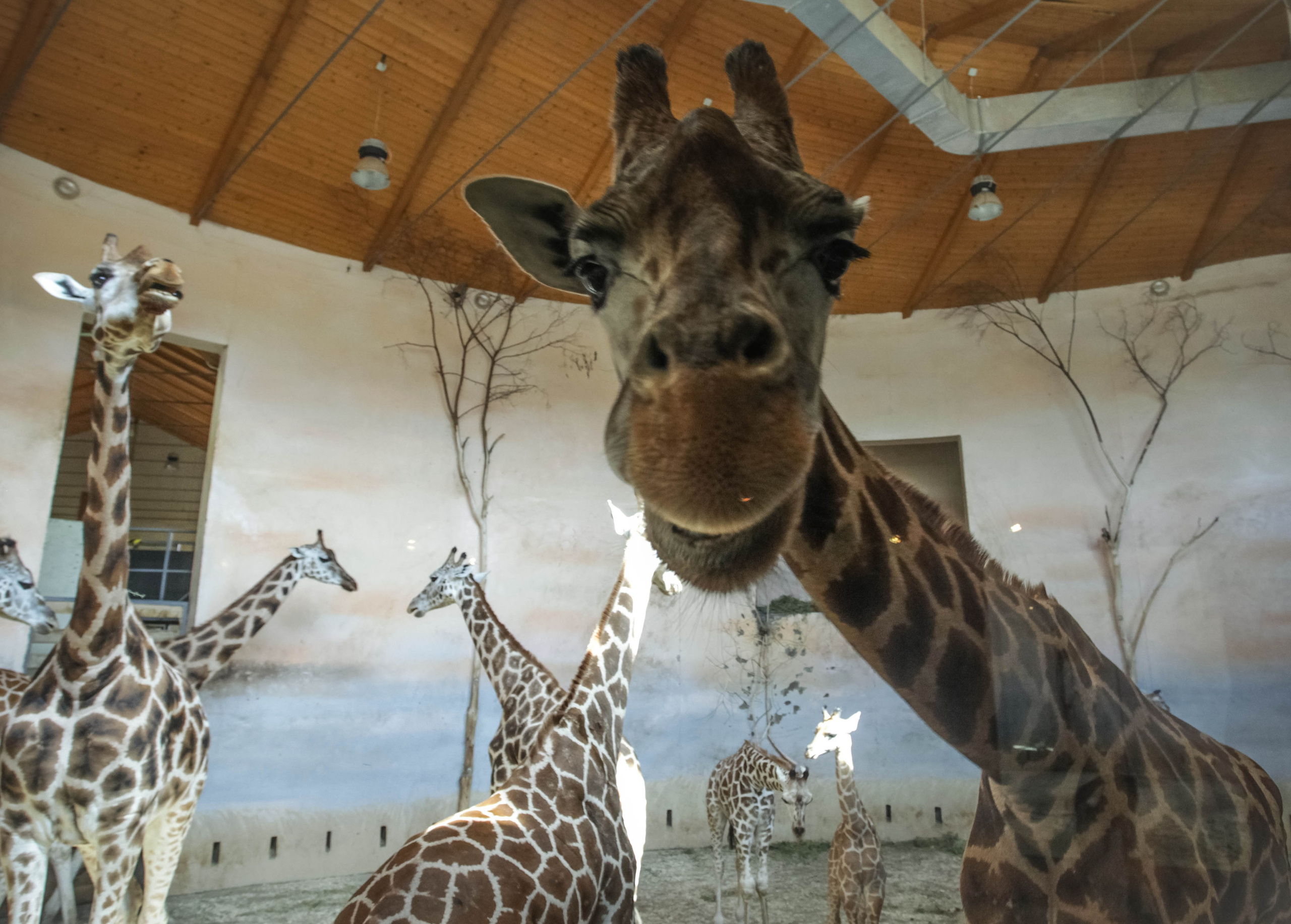 ЧЕХИЯ. Стрит-фотография, полная абсурда, идиотизма и красоты