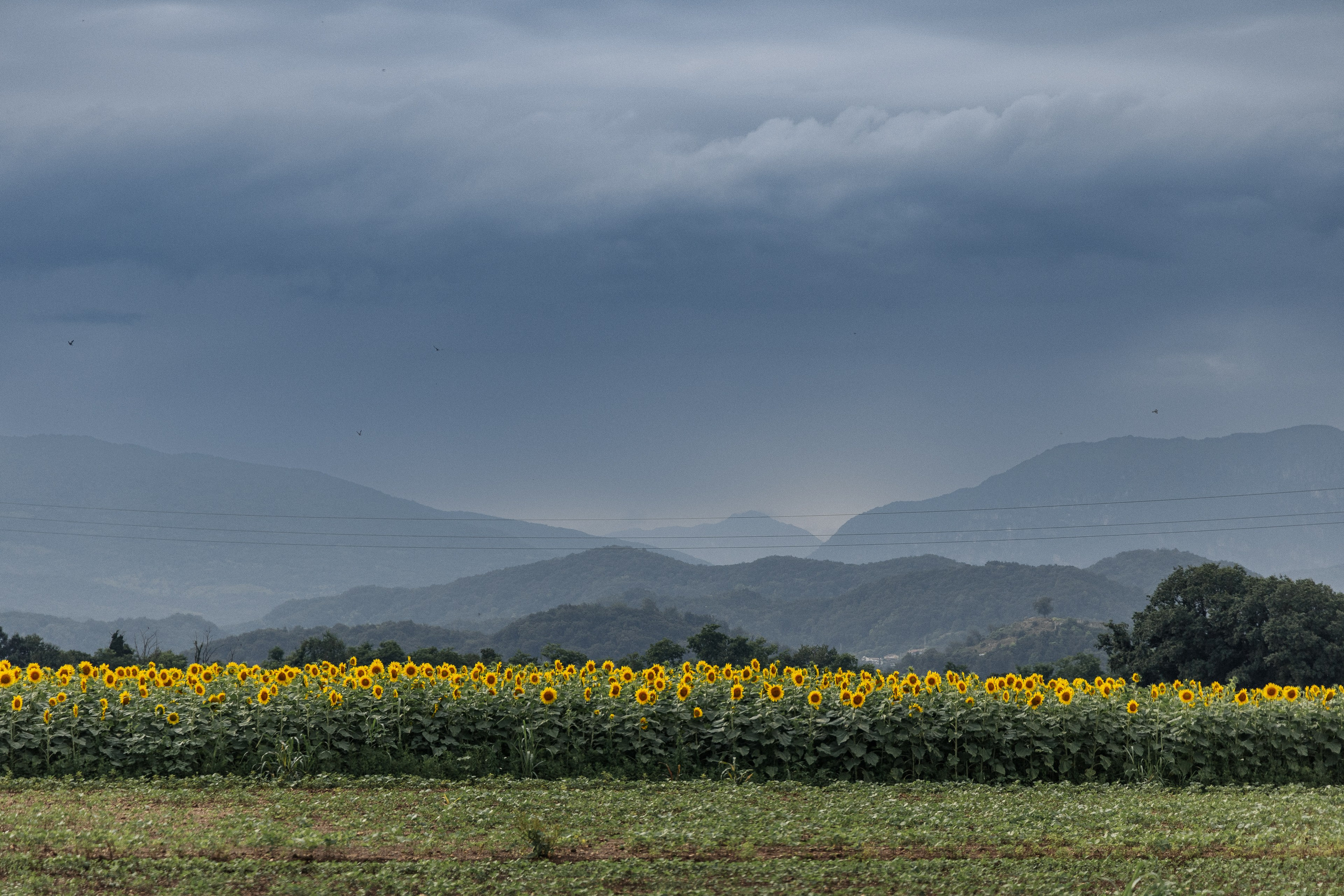 Street Photography. Portree- ja perefotograaf Anton Hansen Tallinnas, Eestis